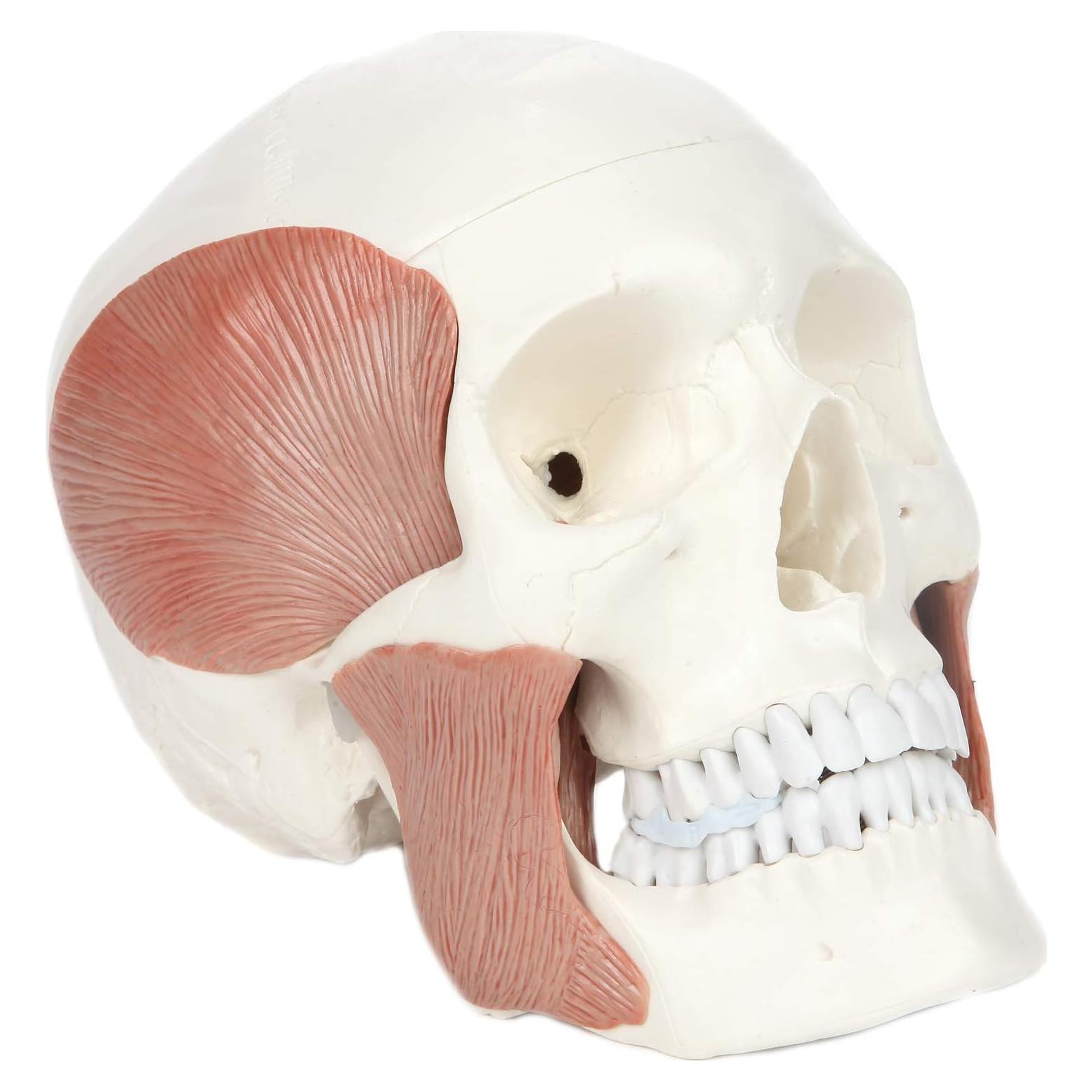 Modelo de Cráneo Humano 3 Partes Axis Scientific 20.32x12.7cm