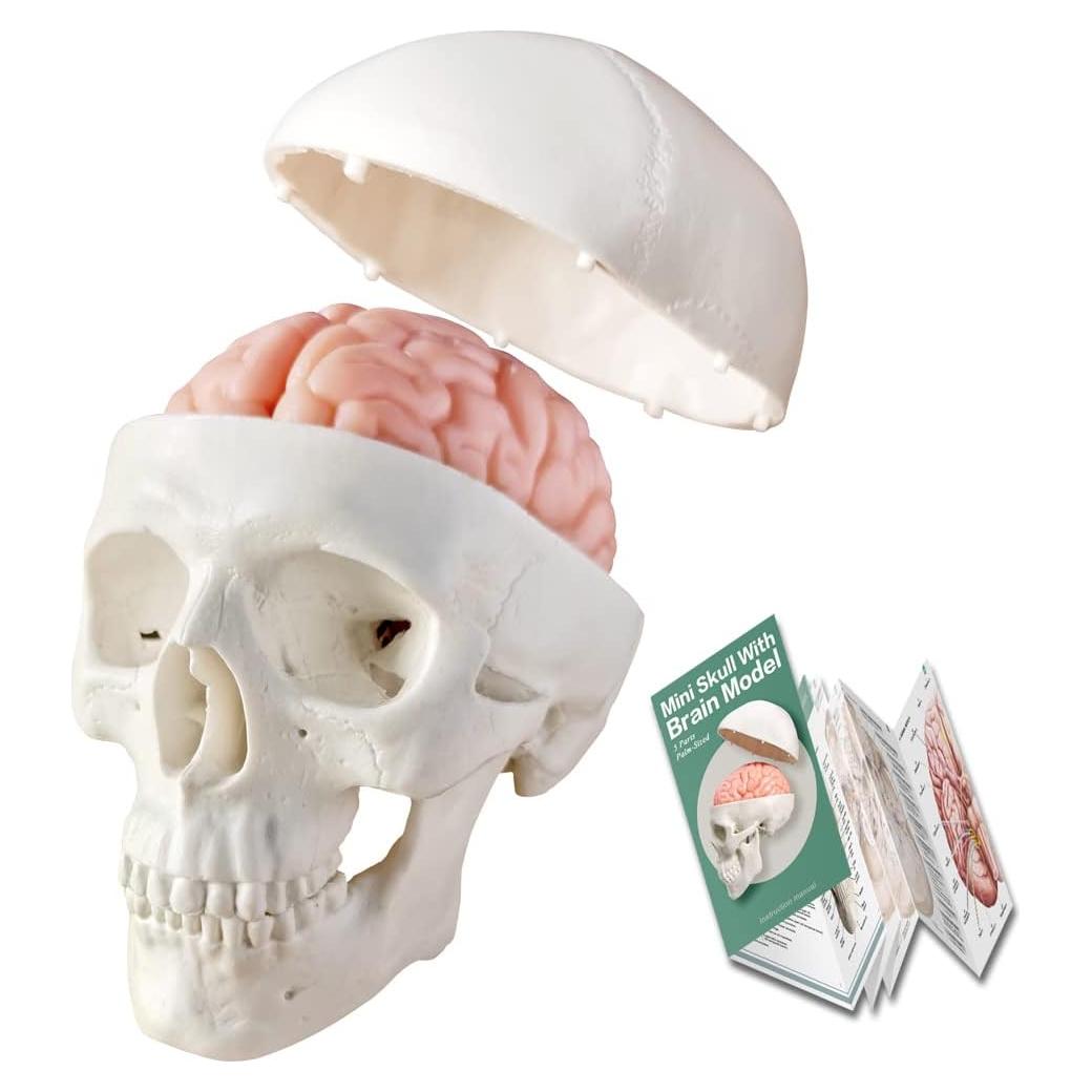 Modelo de Cráneo Humano con Cerebro Generies 2025 3 Partes