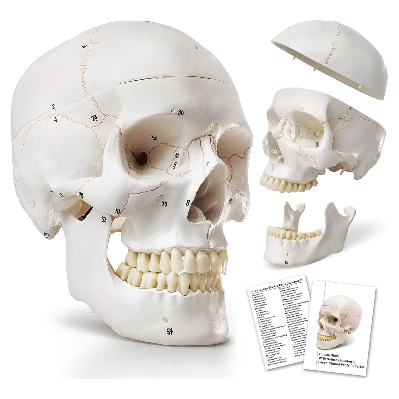 Modelo de Cráneo Humano Anatómico HADWYN 54 Piezas