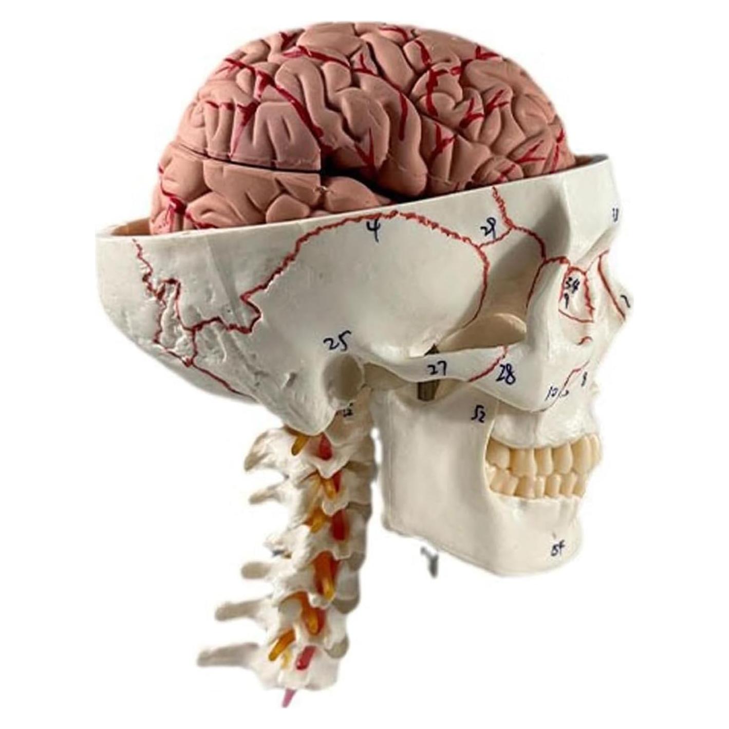 Modelo de Anatomía del Cráneo y Cerebro Humano Haobase 11 Piezas
