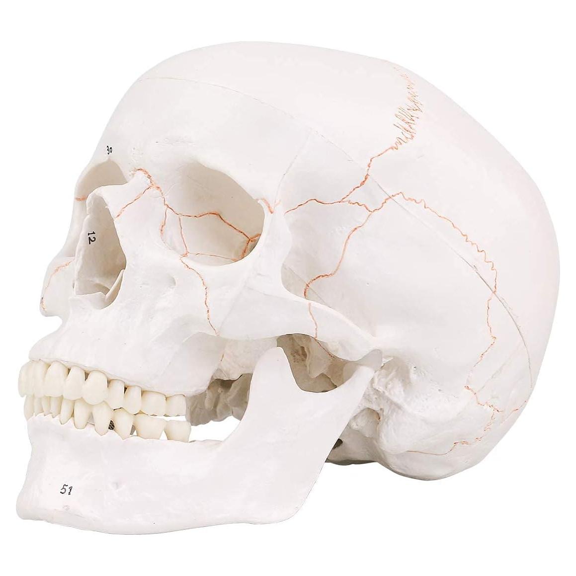 Modelo de Cráneo Humano EUDDOO 3 Partes Removibles 0.76 kg