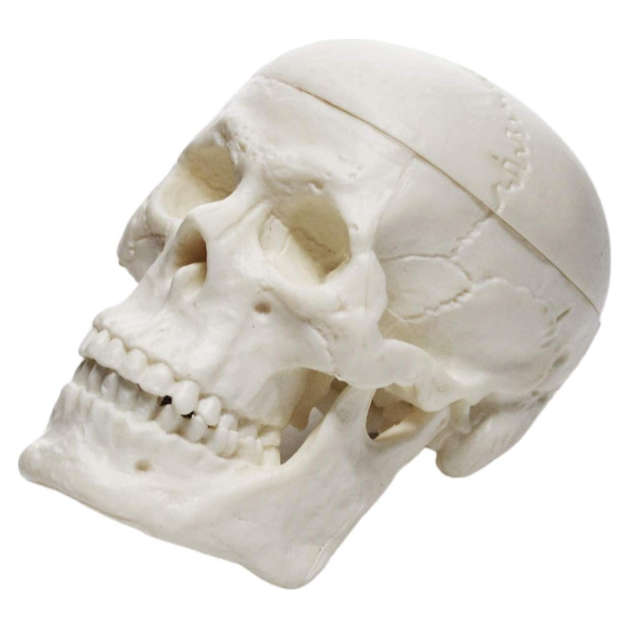 Modelo de Cráneo Humano Miniatura EISCO 3 Partes 6.35 cm