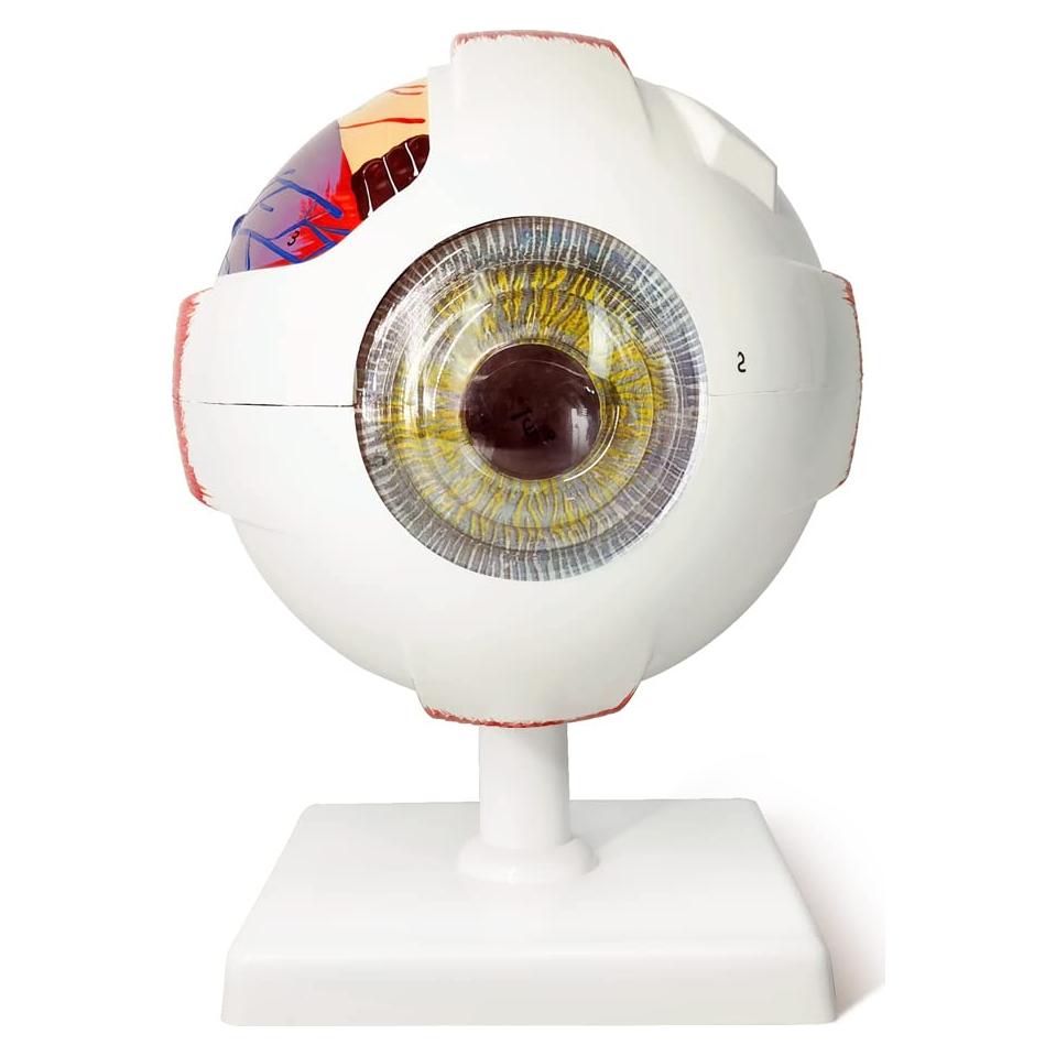 Modelo Anatómico del Ojo Humano EVOTECH 6 Partes 6X