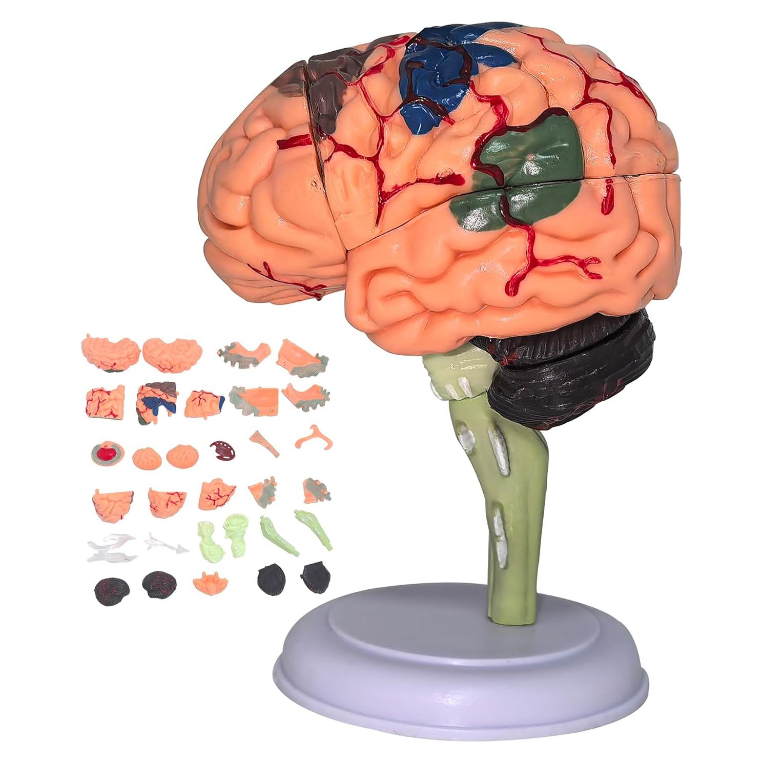 Modelo Anatómico de Cerebro Humano Mini XDKHAEA 31 Piezas