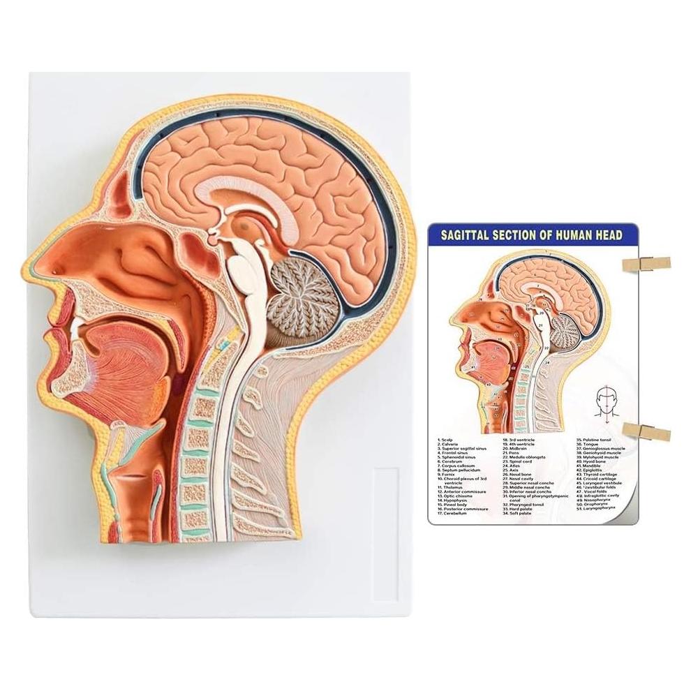 Modelo de Cabeza Humana EVOTECH SCIENTIFIC 33x23cm