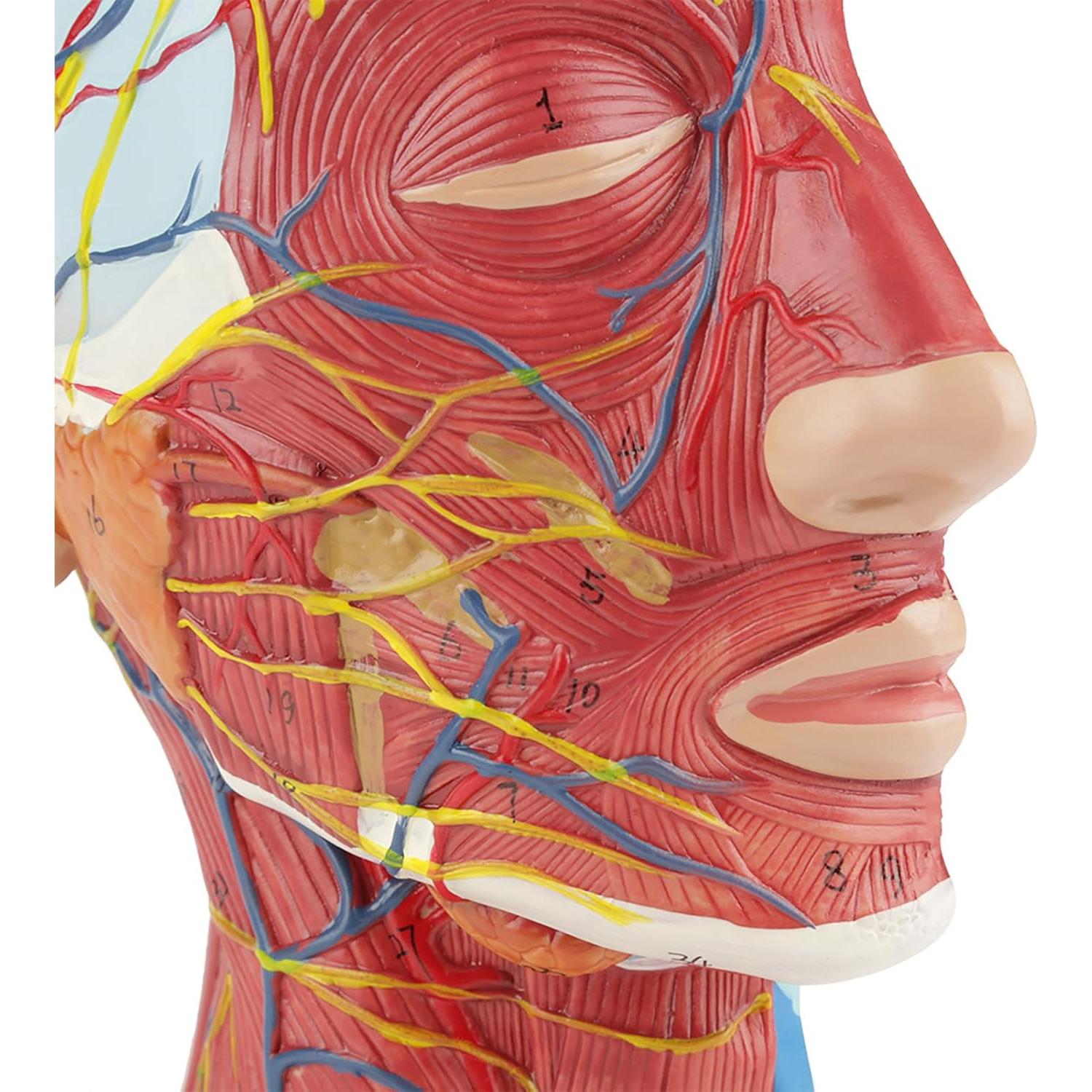 Modelo de Cabeza Médica Oumefar Cerebro Humano 4D Seccionado