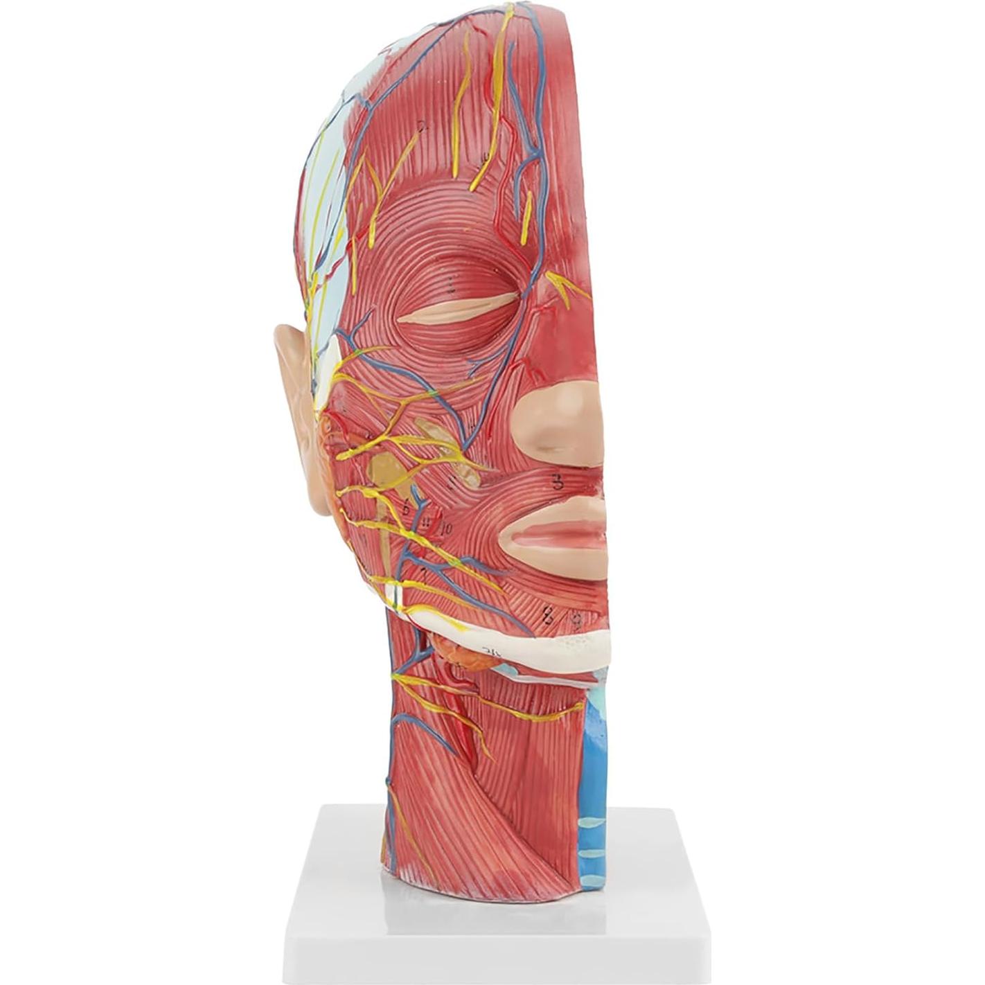 Modelo de Cabeza Médica Oumefar Cerebro Humano 4D Seccionado