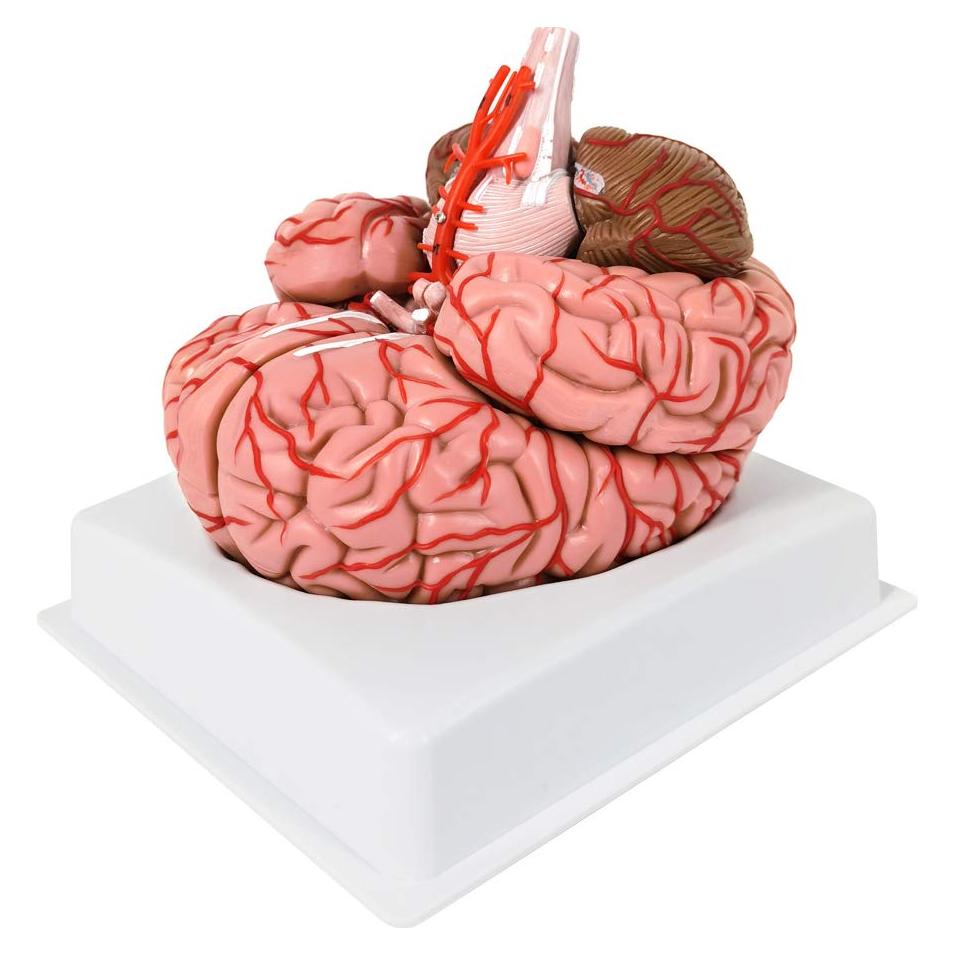Modelo de Cerebro Humano Evotech 9 Piezas PVC a Tamaño Real