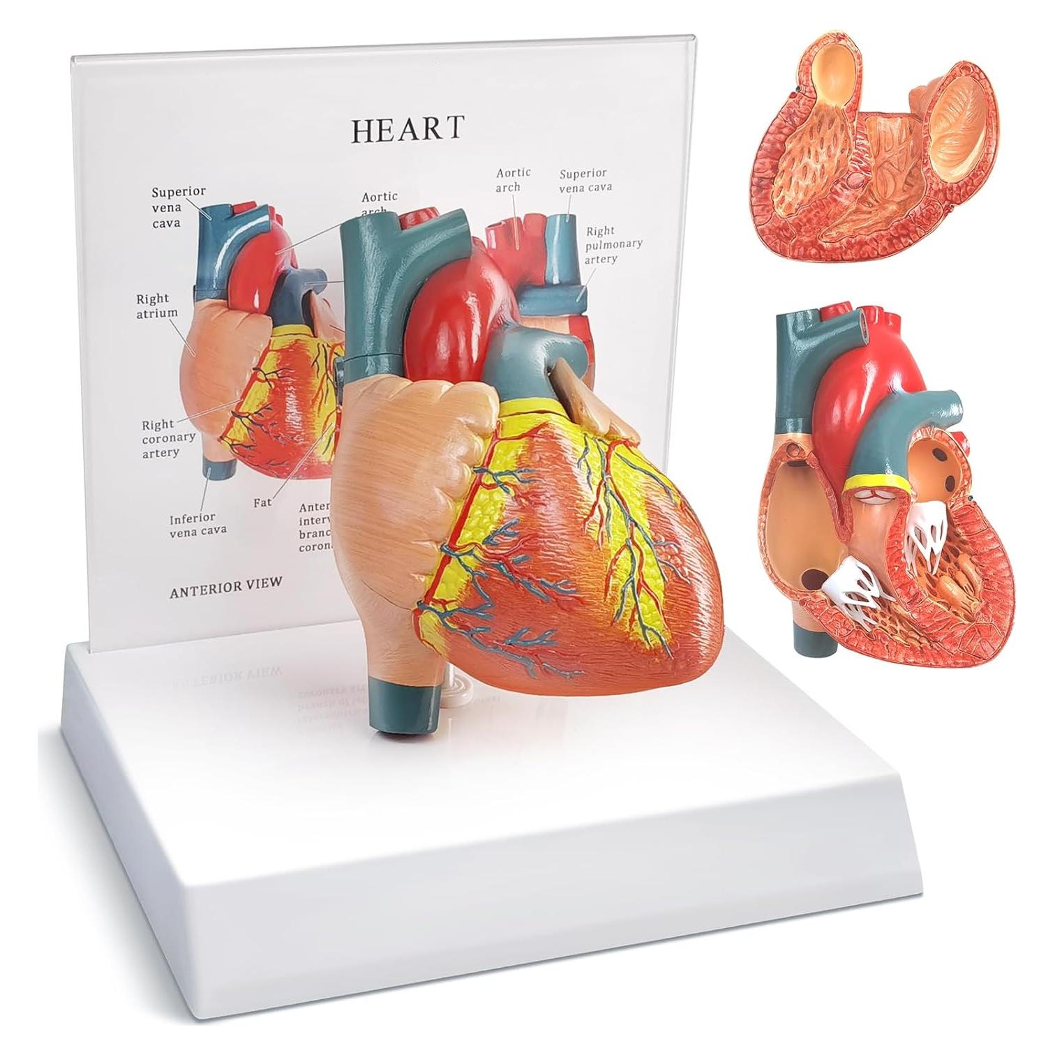 Modelo Anatómico Corazón Humano 2 Partes Merinden con Base