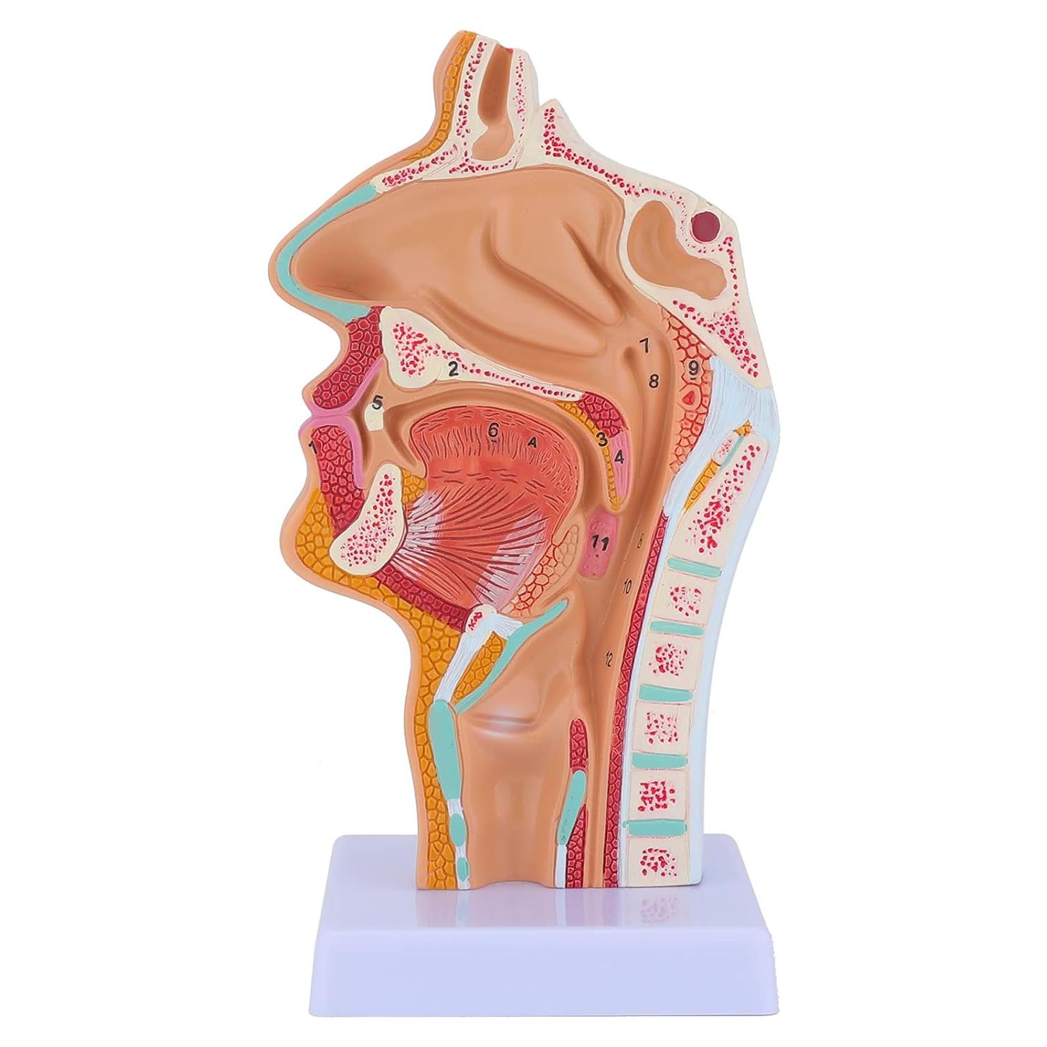 Modelo Anatómico Cavidad Nasal y Garganta Humana LVCHEN