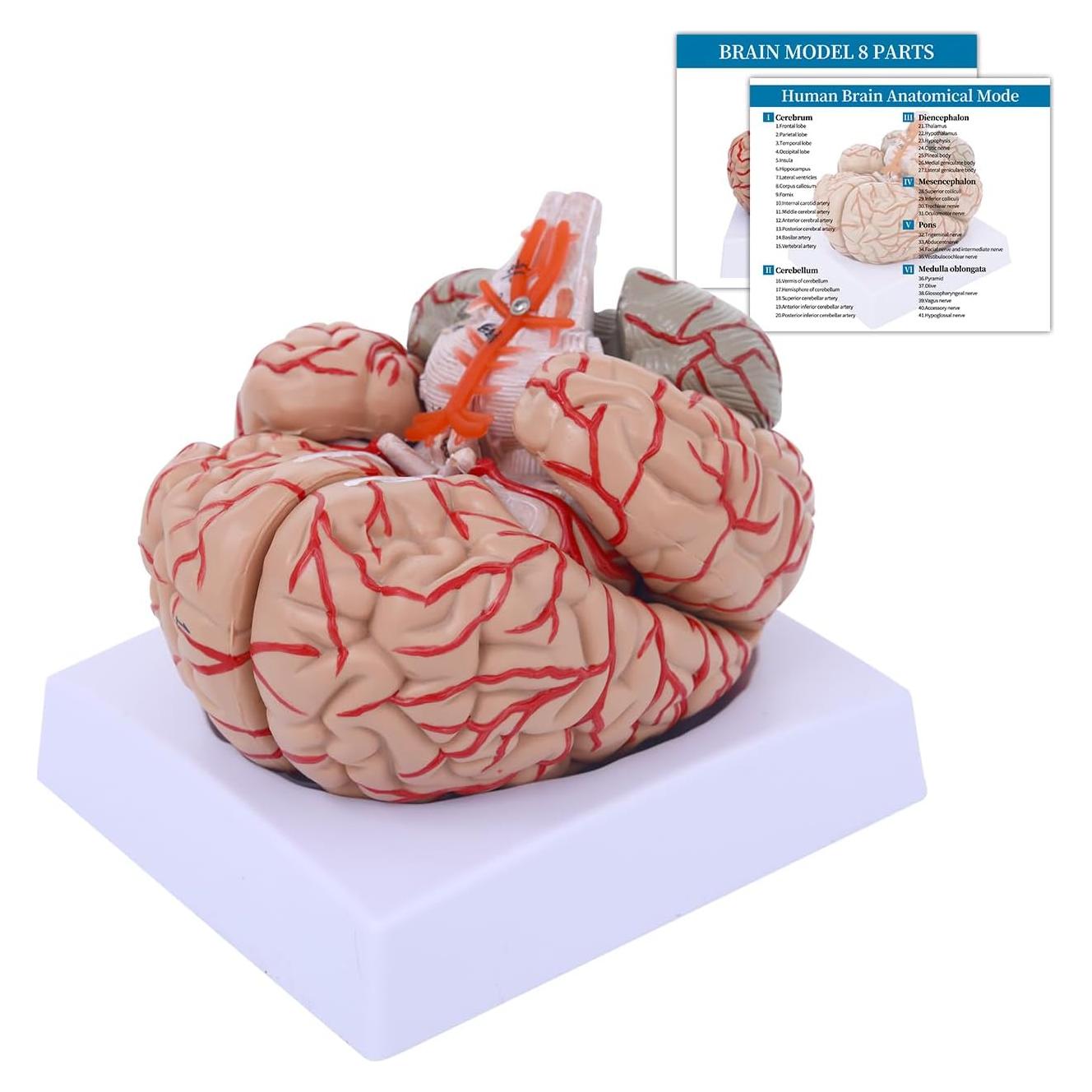 Modelo Anatómico del Cerebro Humano SFXYJ 8 Partes 15.24x17.02cm
