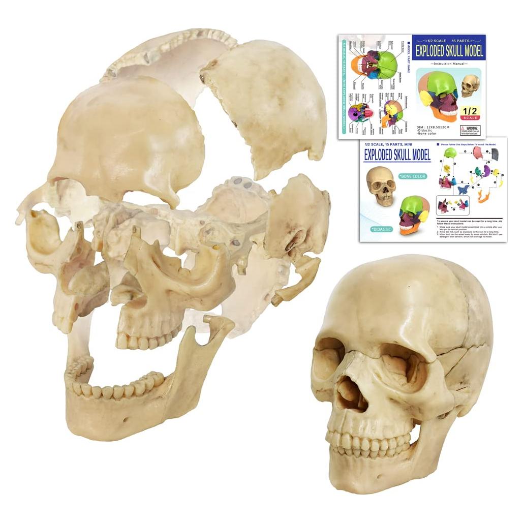 Modelo de Anatomía de Cráneo Mini Benilev 15 Piezas