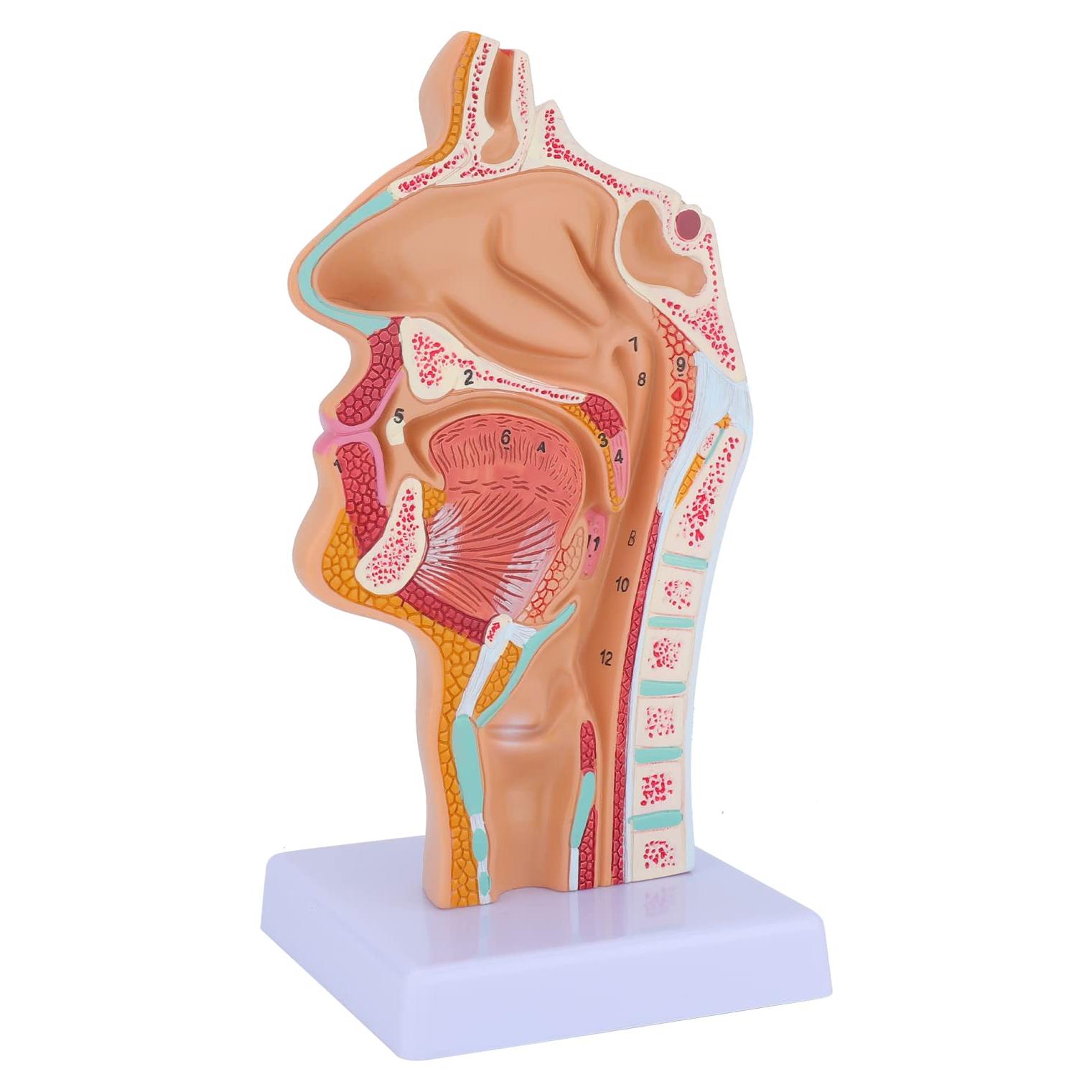 Modelo Anatómico de Cavidad Nasal y Laringe Faruijie 23.4x16.3 cm