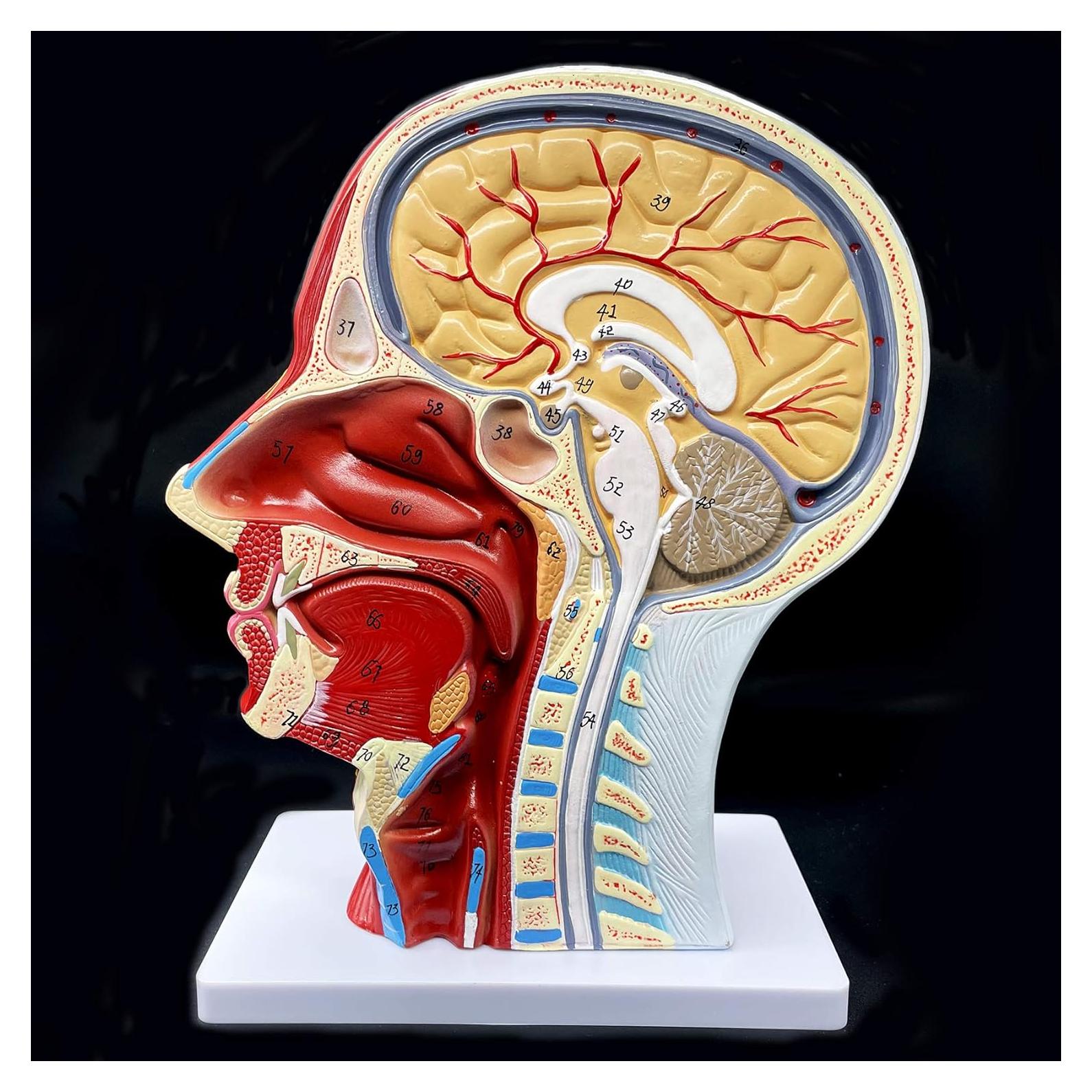 Modelo Anatómico de Cabeza Humana PVC 21.1x11.4x26.9 cm