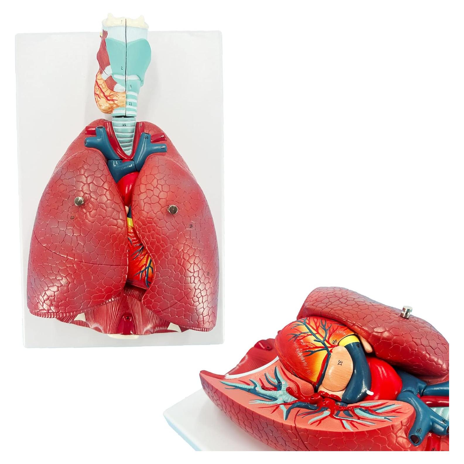 Modelo de Pulmón Humano Veipho 51 Partes Anatomía Educativa