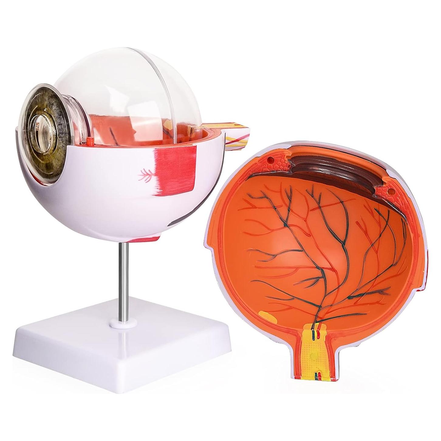 Modelo Anatómico del Ojo Humano 6X Ultrassist - Educativo