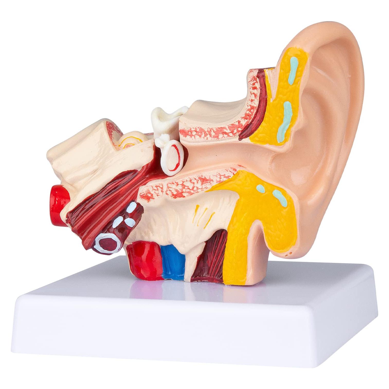 Modelo de Oído Humano 1.5x Ampliado LVCHEN - Anatomía Detallada