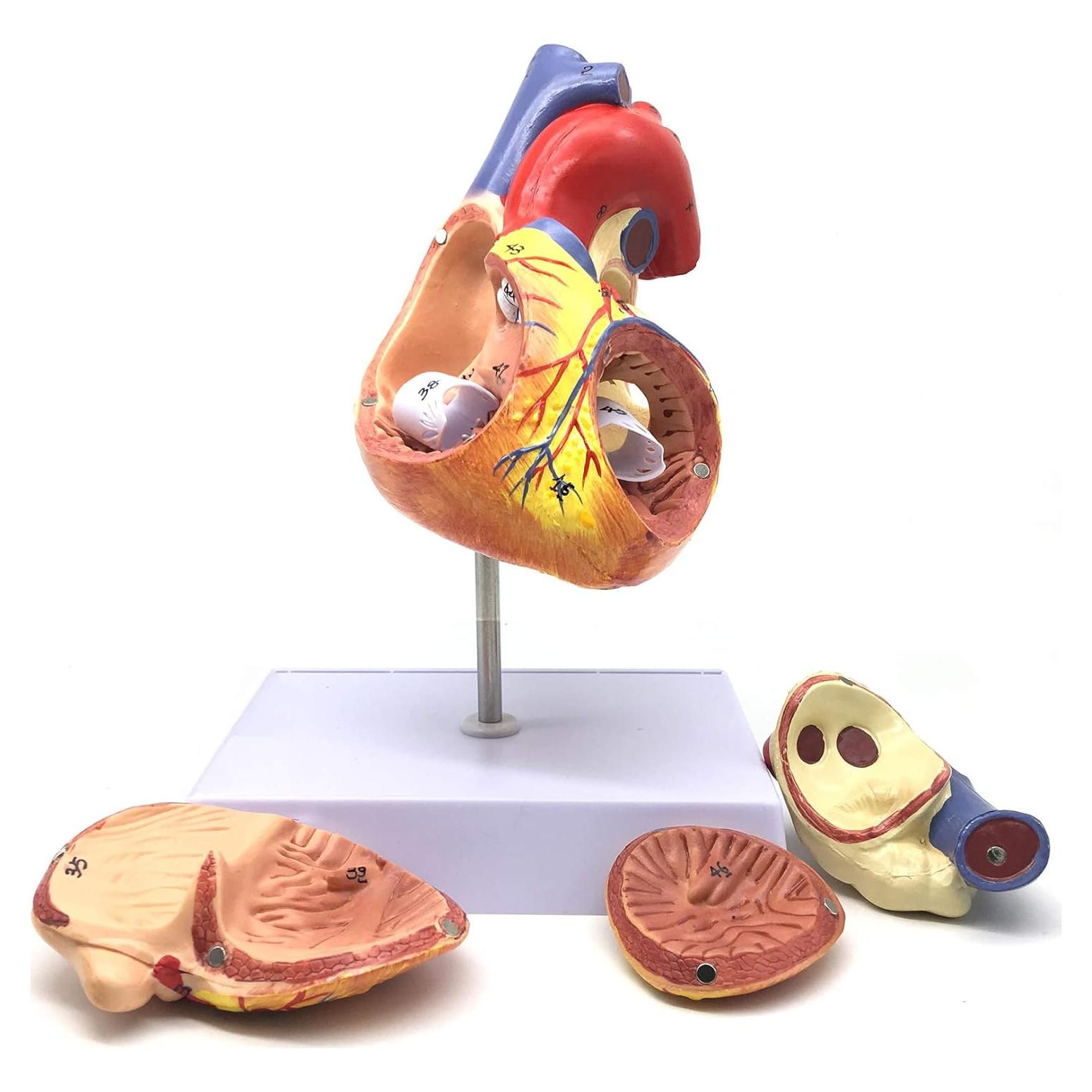 Modelo Anatómico Corazón Humano Ampliado 2X XINDAM 19.1x16.8cm