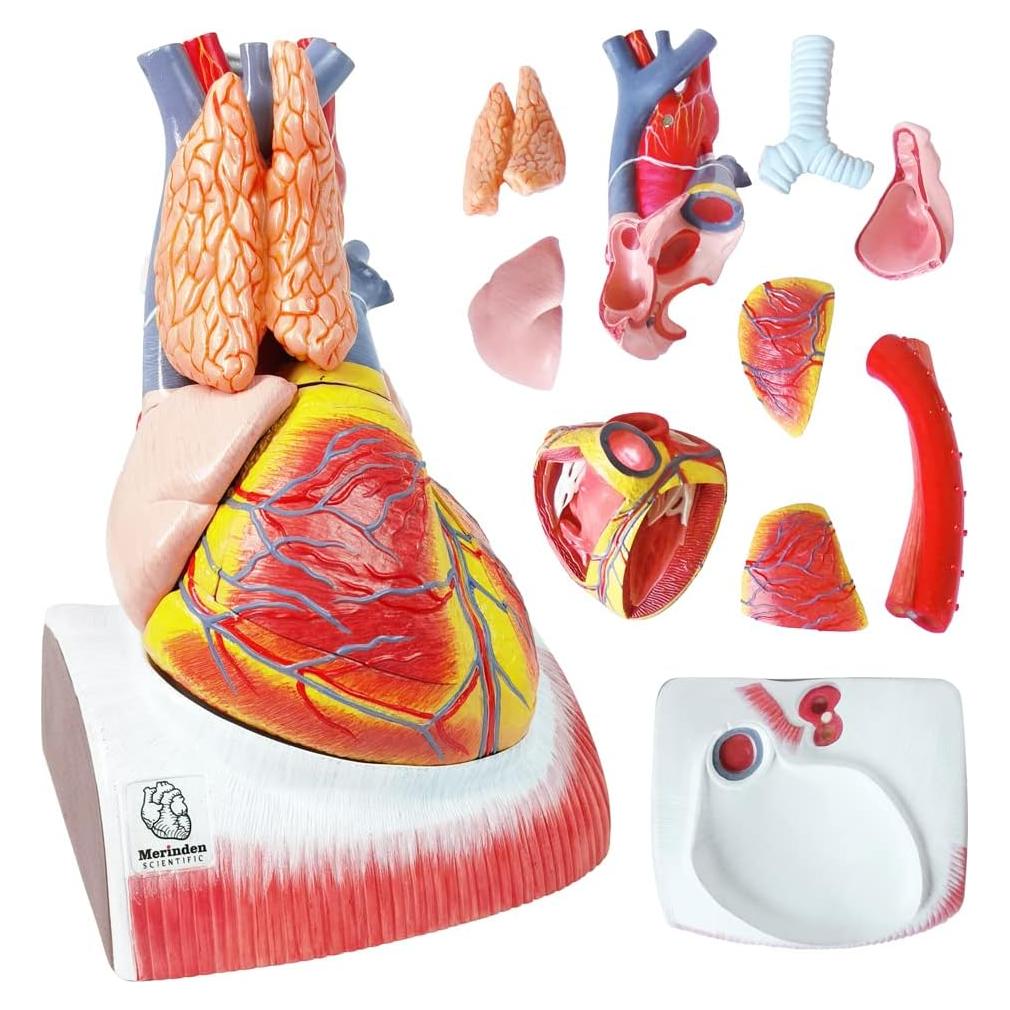 Modelo de Anatomía del Corazón Humano Merinden - 10 Partes, Tamaño Real