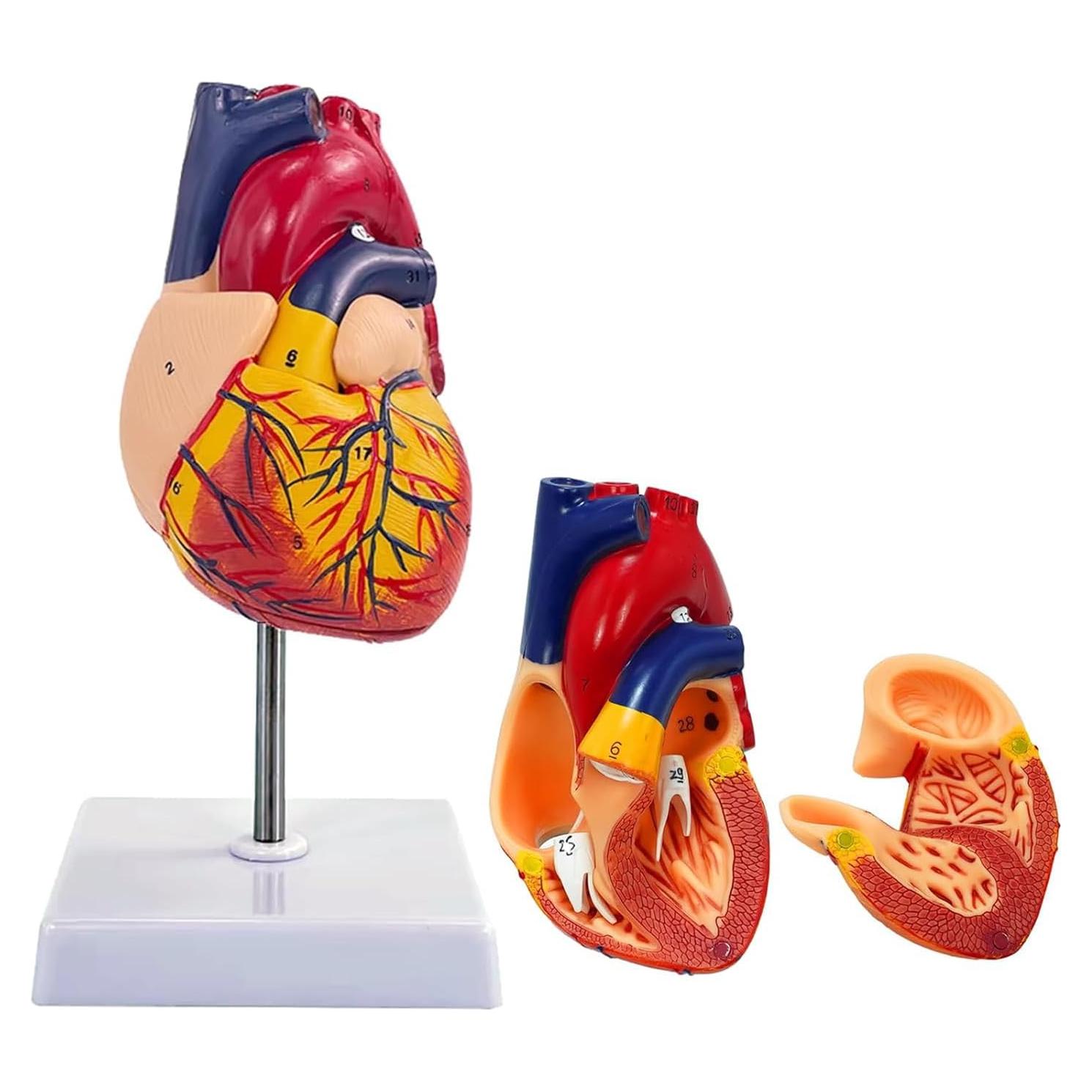 Modelo de Corazón Humano Genérico 1:1 en 2 Partes para Educación