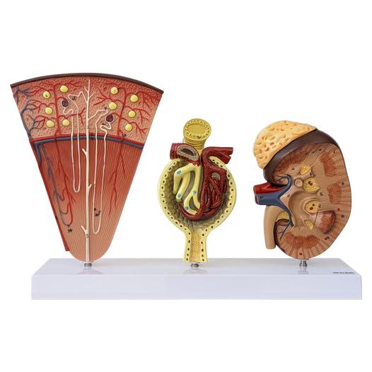 Modelo Anatómico de Riñón Axis Científico con Nefronas