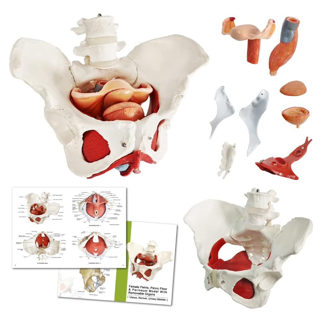 Modelo de Pelvis Femenina Benilev 1:1 con Músculos del Suelo Pélvico