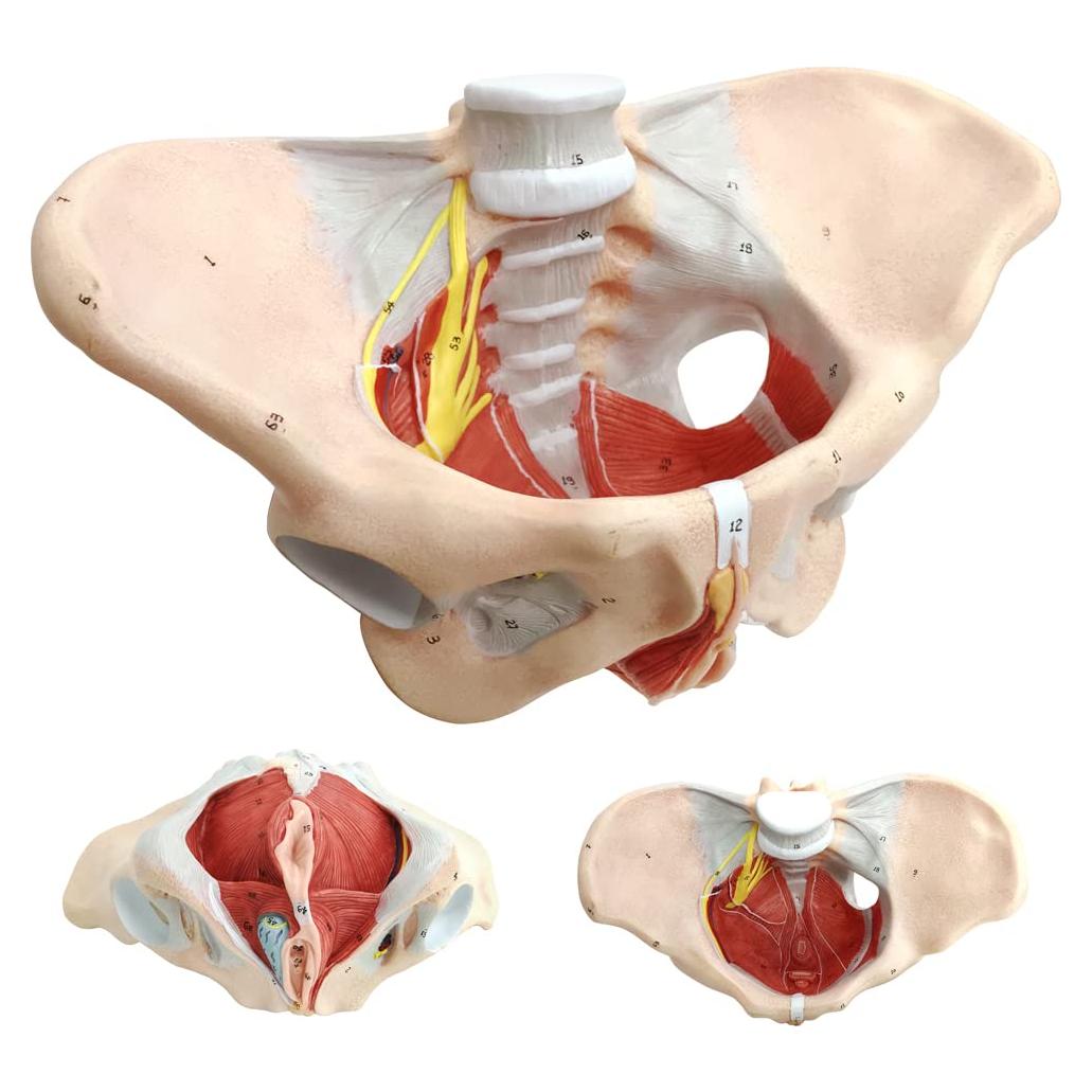 Modelo de Pelvis Femenina Benilev 1:1 con Músculos del Suelo Pélvico