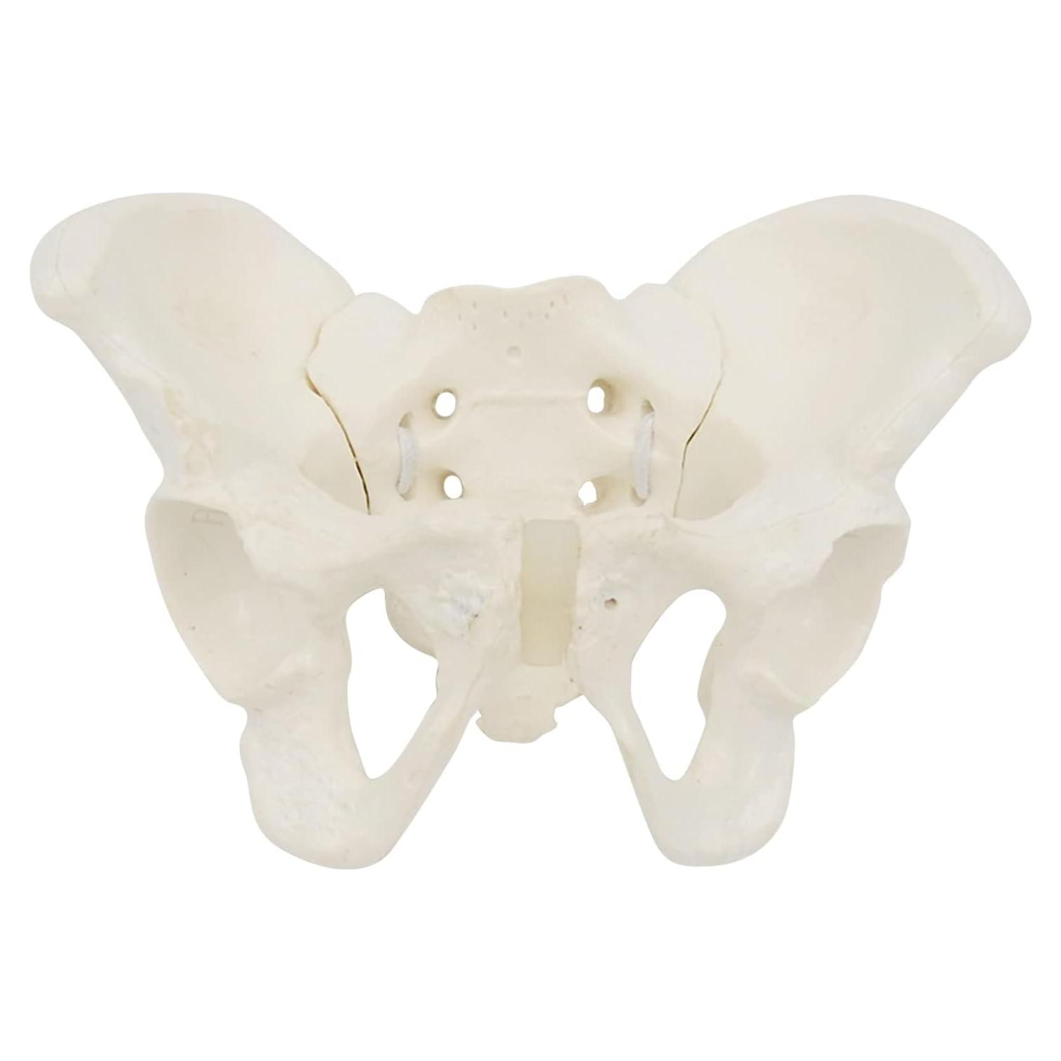 Modelo de Pelvis Femenina Mini XUYUH 15x13x7cm PVC Flexible