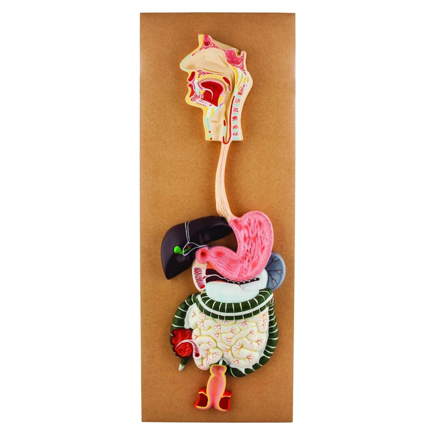 Modelo del Sistema Digestivo Humano Eisco Labs, 2 Partes