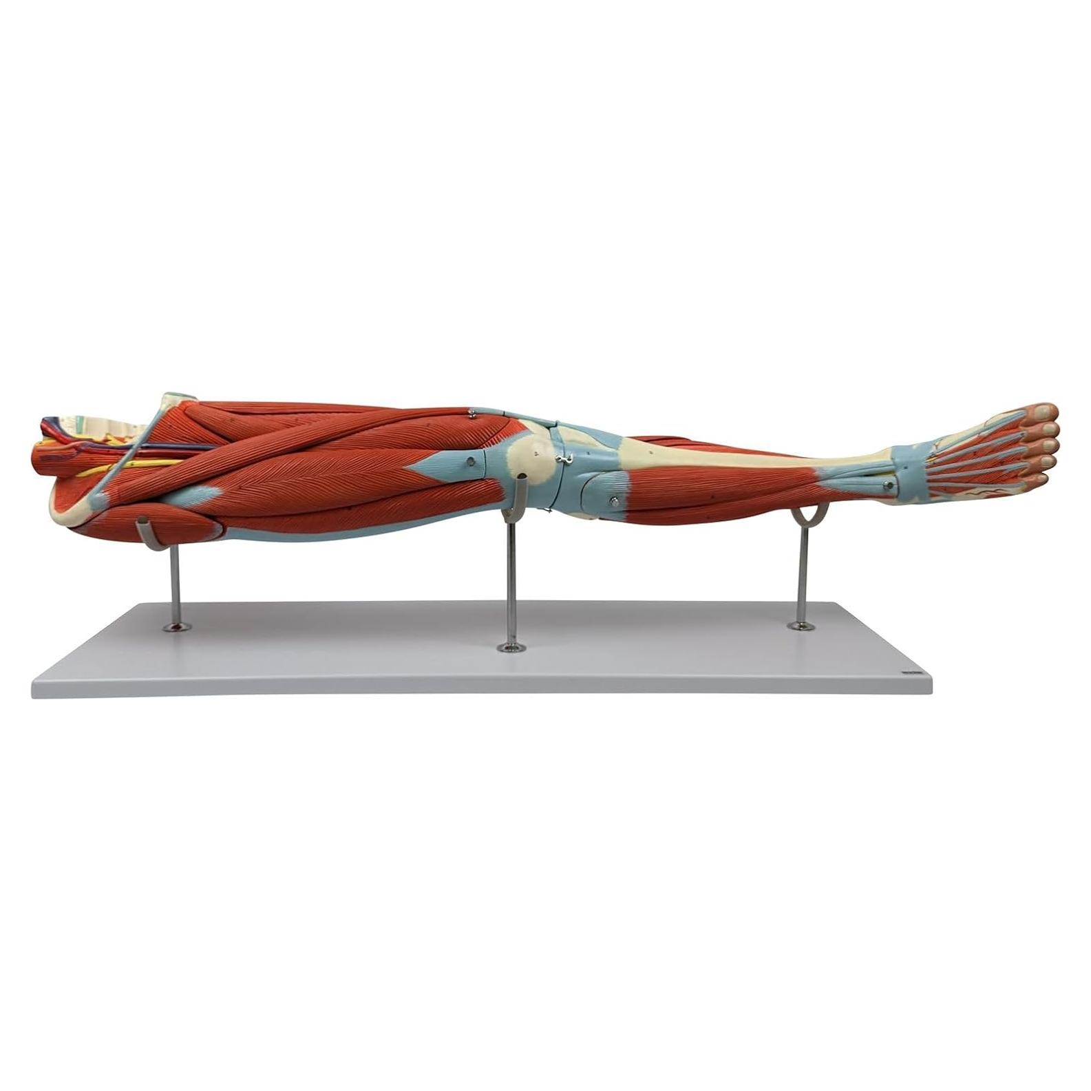 Modelo de Anatomía Muscular de Pierna Humana Axis 106.68cm