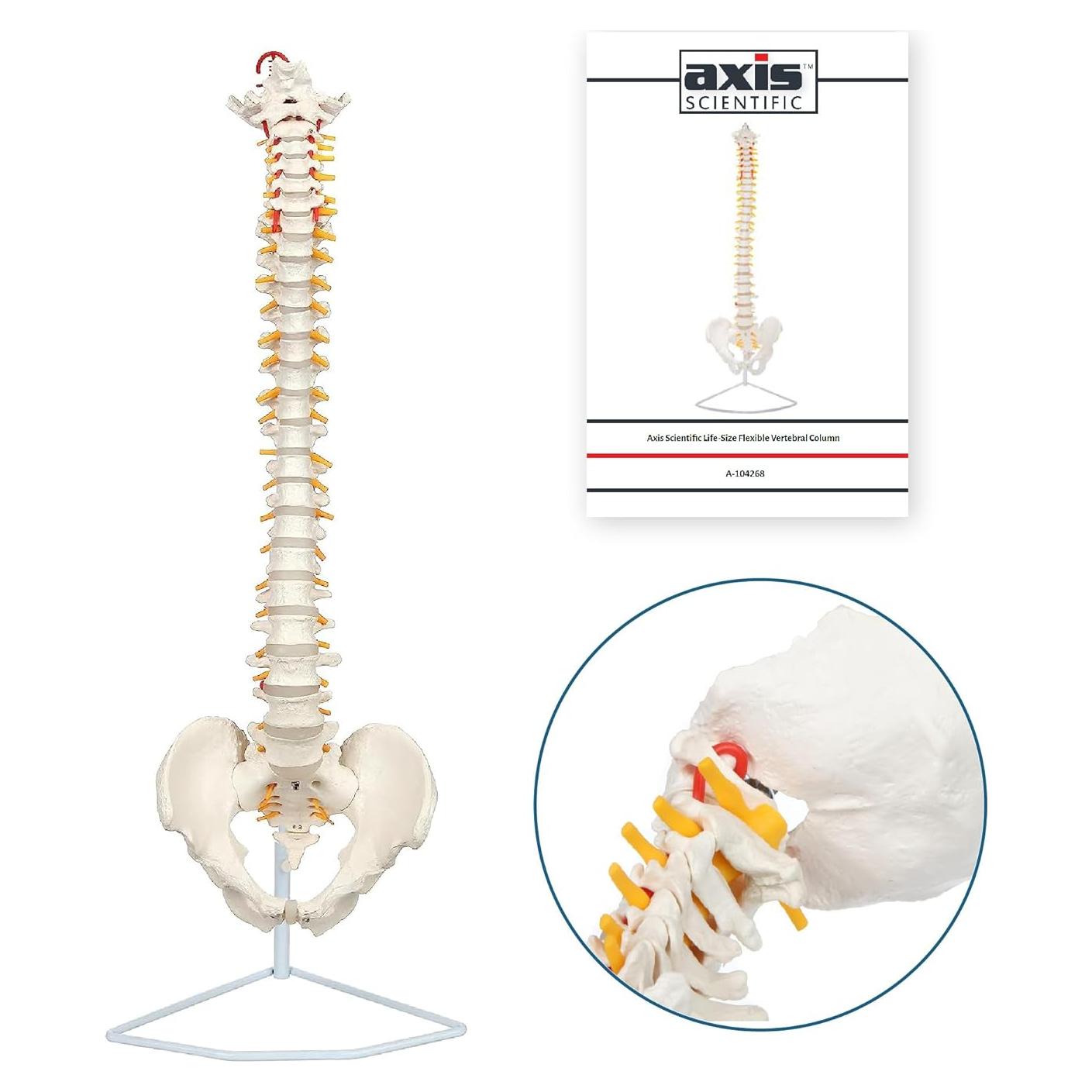 Modelo de Columna Vertebral a Tamaño Real Axis Scientific 31.75cm