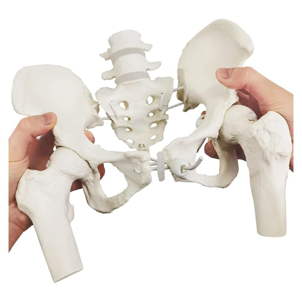 Esqueleto de Pelvis Femenina Flexible Nuevo Horizonte 24.9x22.9 cm