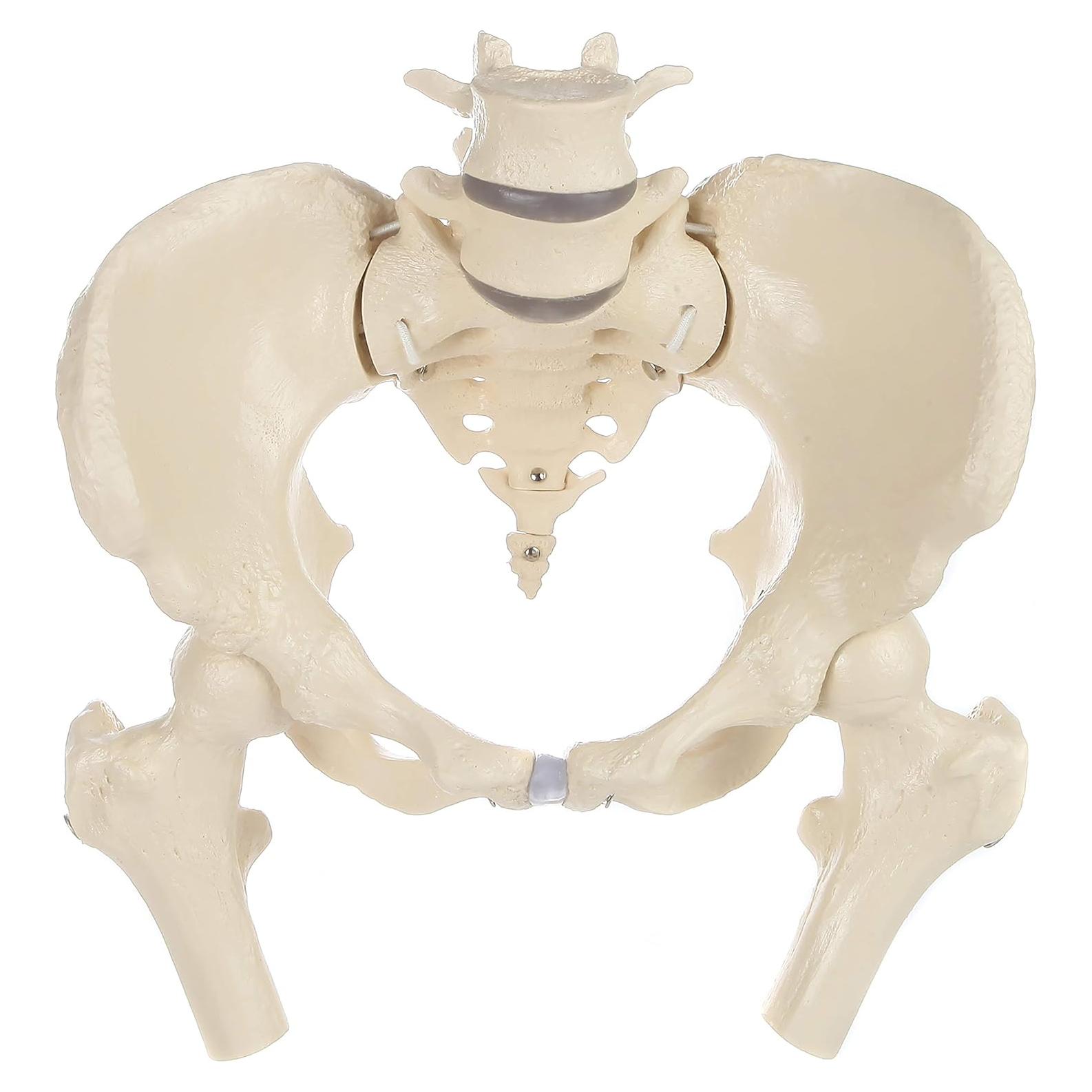 Modelo de Pelvis Femenina Rudiger Anatomie con Huesos 1.81kg