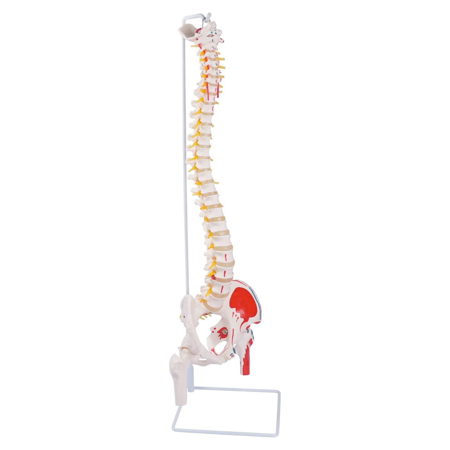 Modelo de Columna Vertebral Flexible Breesky 90 cm Anatomía
