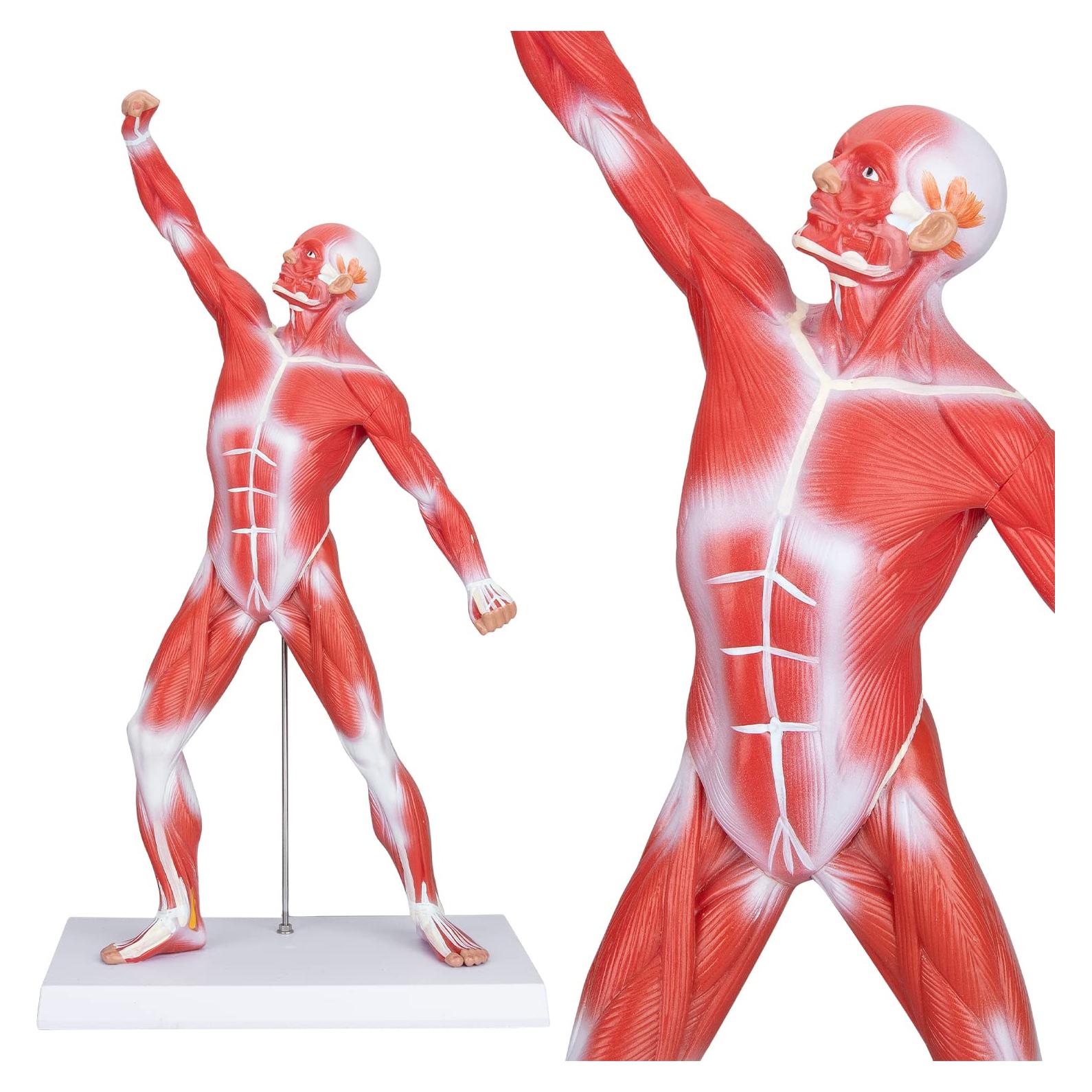 Modelo de Anatomía Muscular Humana Miniatura 1/4 LVCHEN