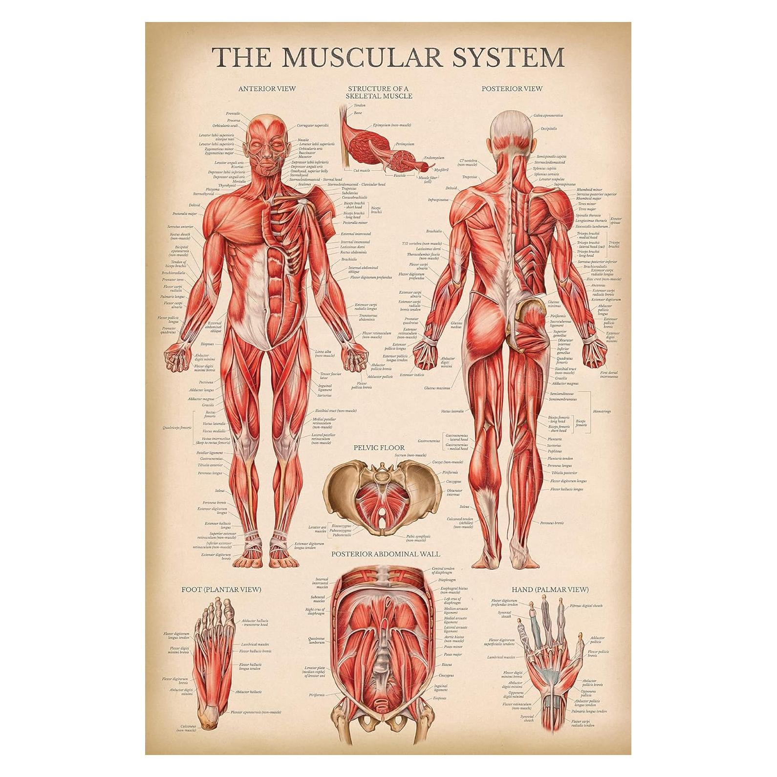 Póster Anatómico del Sistema Muscular Palace Learning 68.58x45.72cm