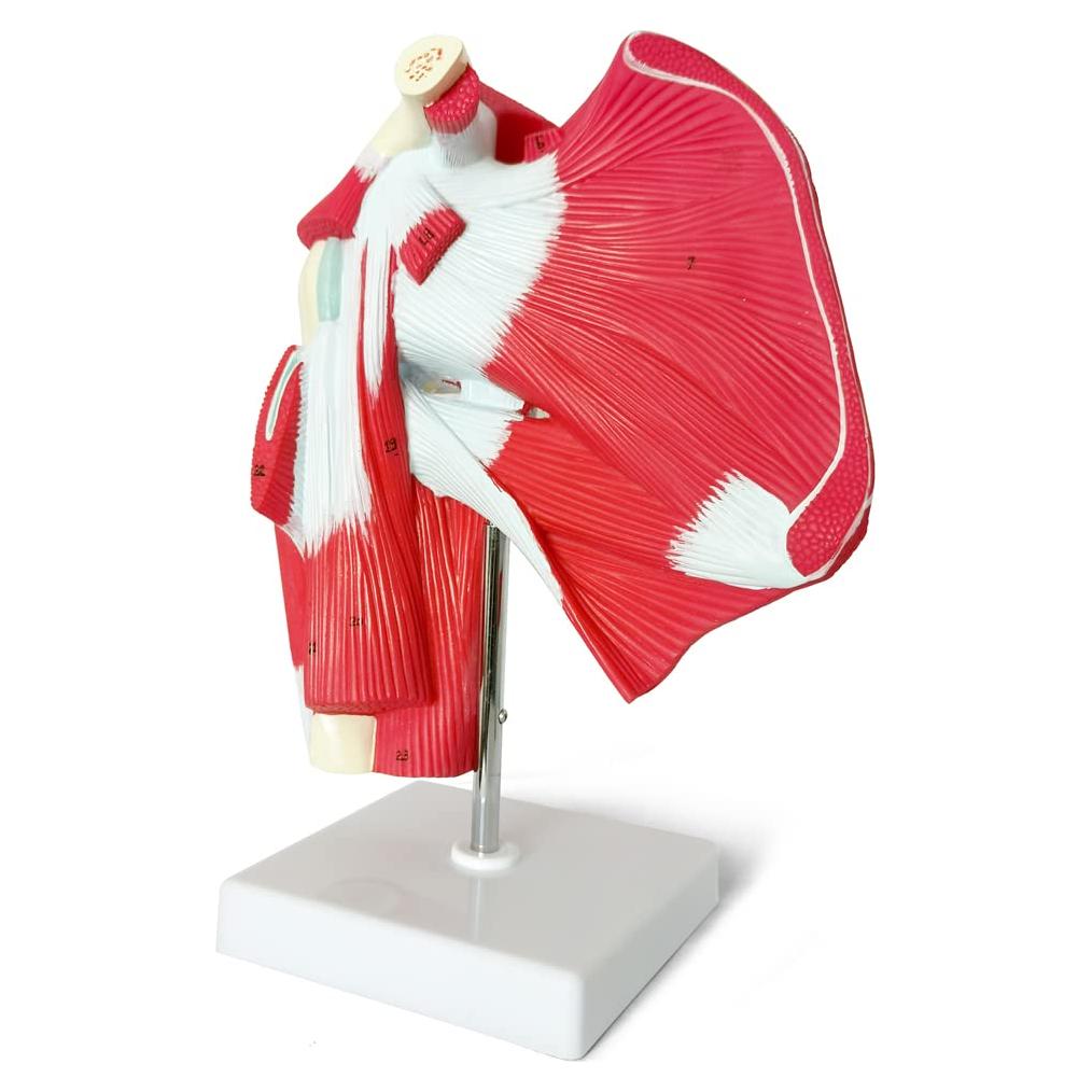 Modelo de Articulación del Hombro Musculoso NUEVO HORIZONTE 1:1