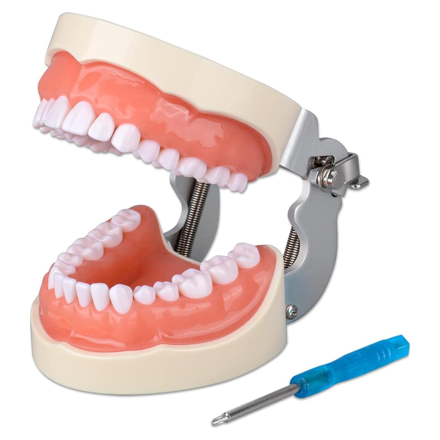 Typodont Dental Ultrassist 32 Dientes Desmontables para Estudiantes
