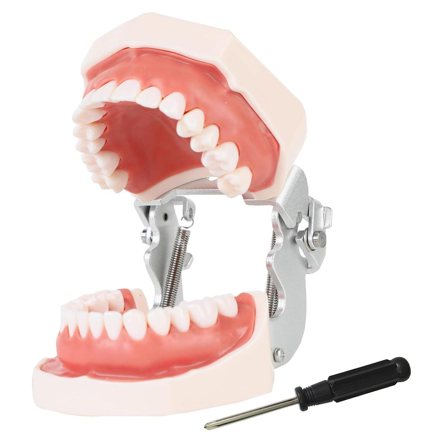 Modelo de Enseñanza Dental Ceonam con 28 Dientes Desmontables
