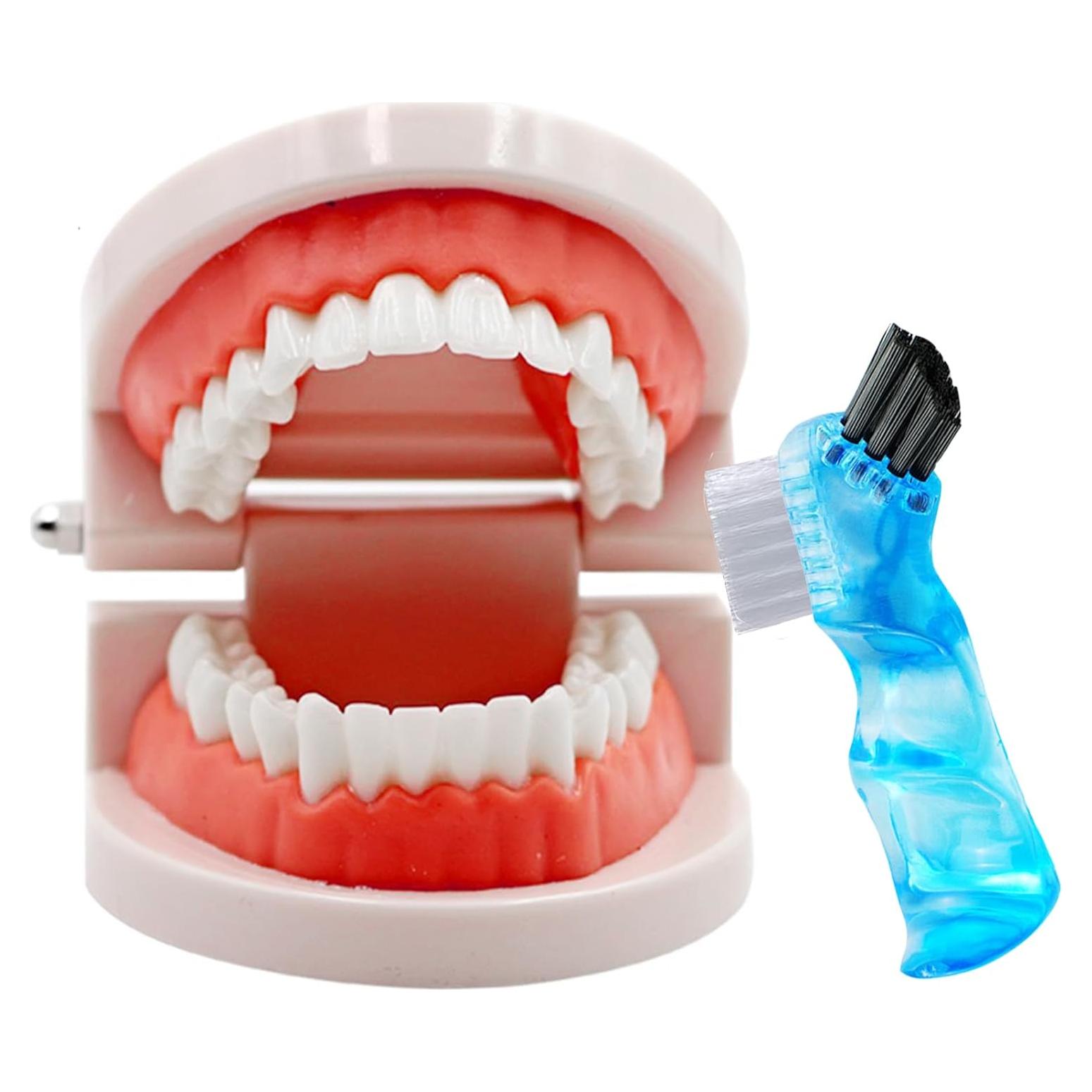 Modelo Dental de Dientes Ceonam CEM102 con Cepillo de Dientes
