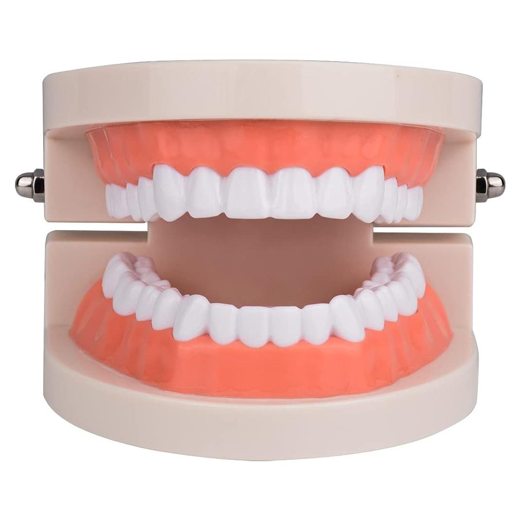 Modelo de Dientes Estándar Ultrassist 1:1 para Dentistas