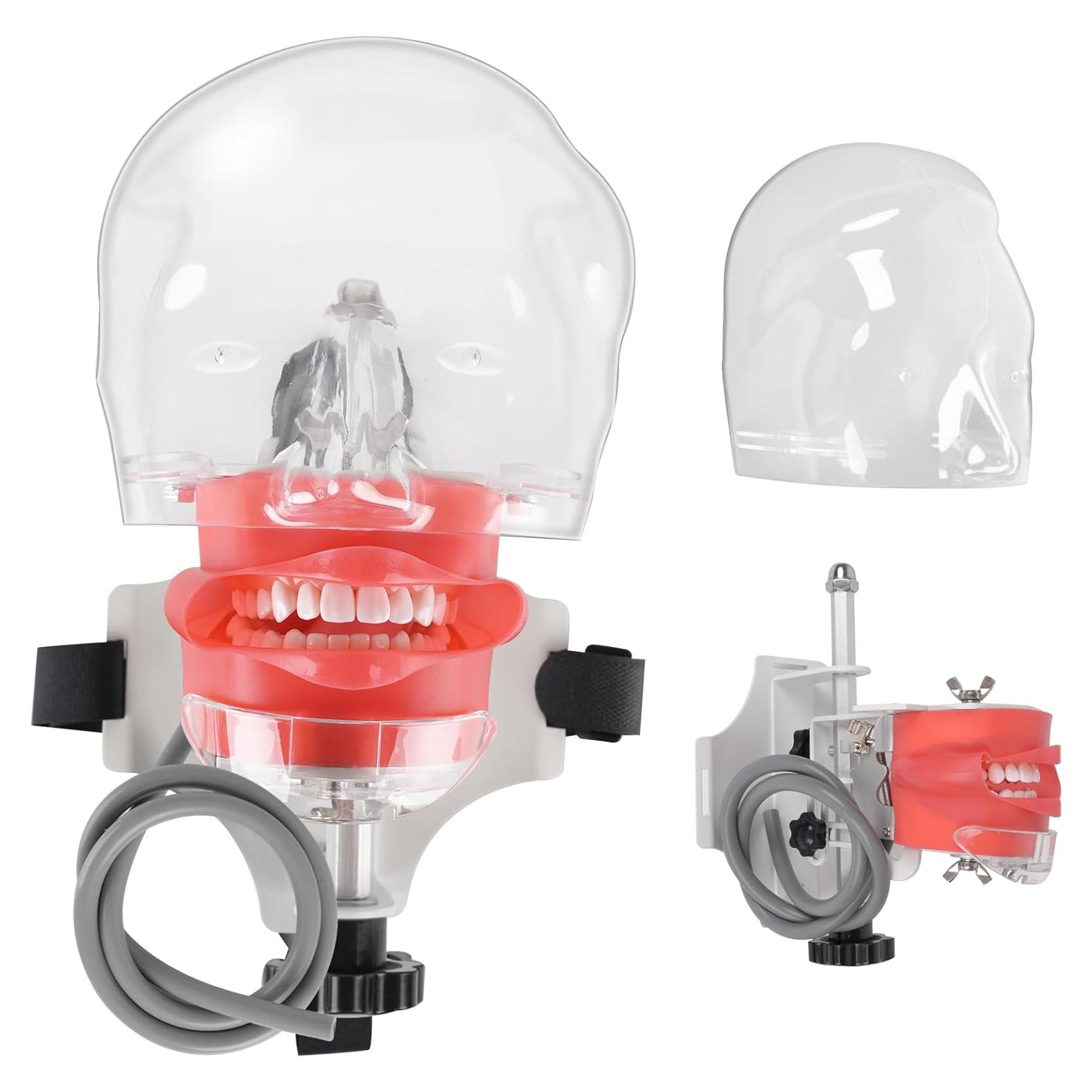 Cabeza de Maniquí Dental BUIFAC HYKTM-01 con 28 Dientes Removibles