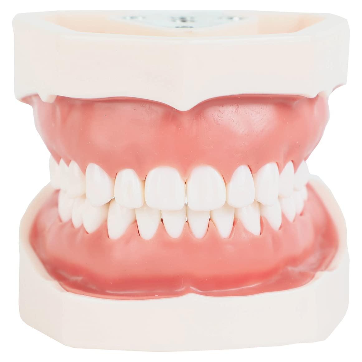 Typodont Dental Axis Scientific - Modelo Educativo Realista