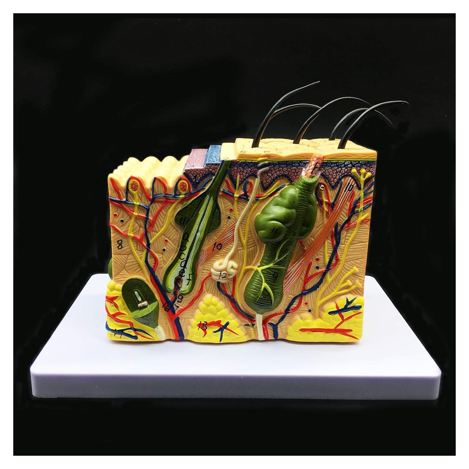 Modelo Anatómico de Piel Ampliado 35X XINDAM para Estudio