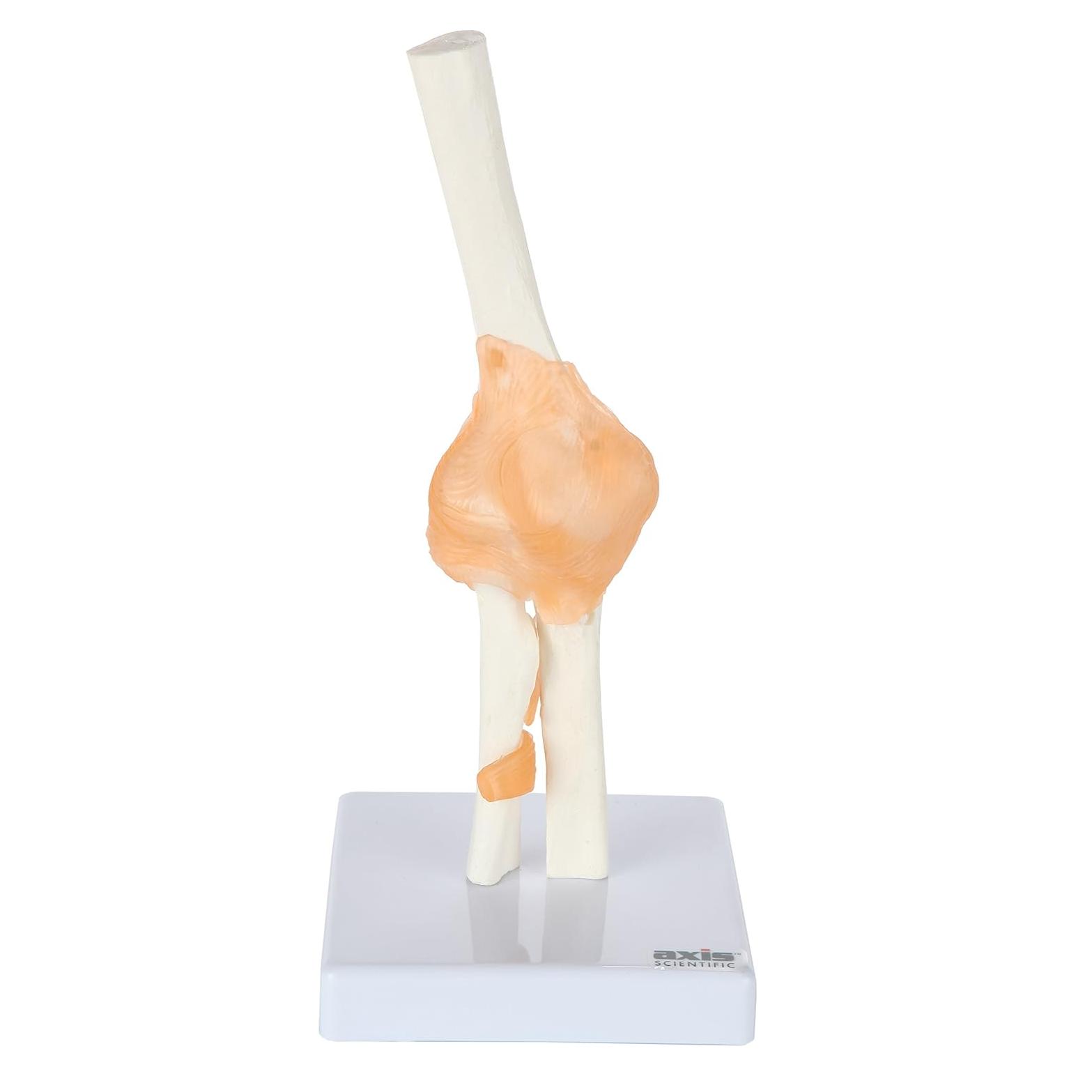 Modelo de Codo Flexible Axis Scientific con Ligamentos Realistas