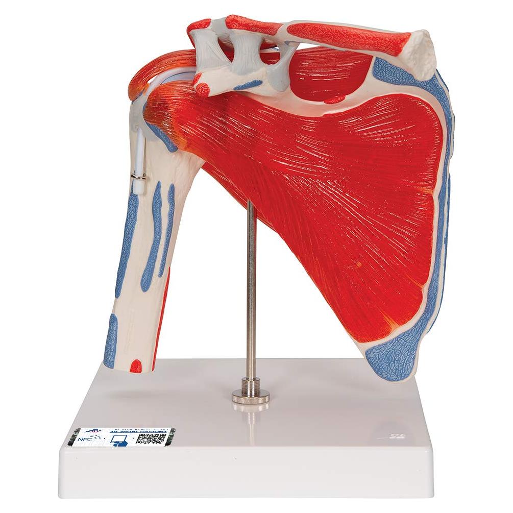 Modelo Articulación Hombro 3B Scientific A880 Desmontable