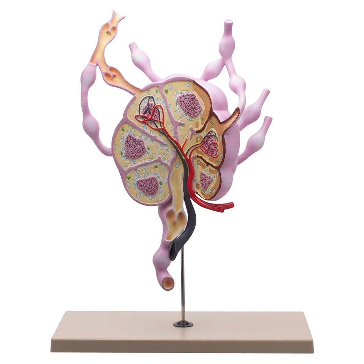 Modelo de Ganglios Linfáticos Eisco Labs 61 cm Anatomía Detallada