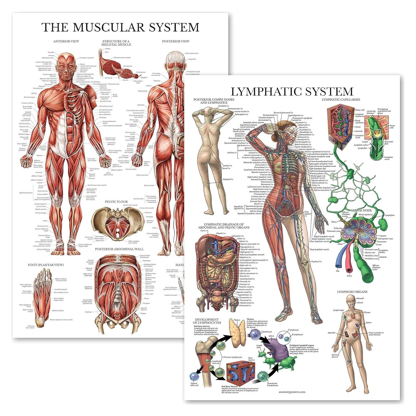 Póster Anatómico del Sistema Muscular y Linfático Palace Learning