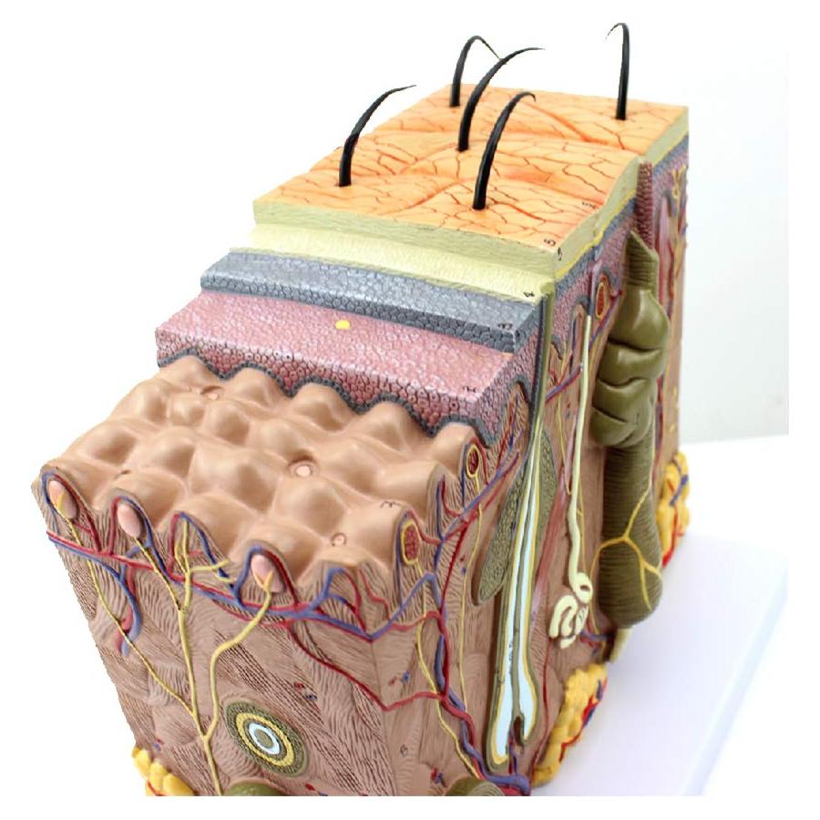 Modelo de Estructura de Piel Humana Ampliado 35X/50X/70X TDOU