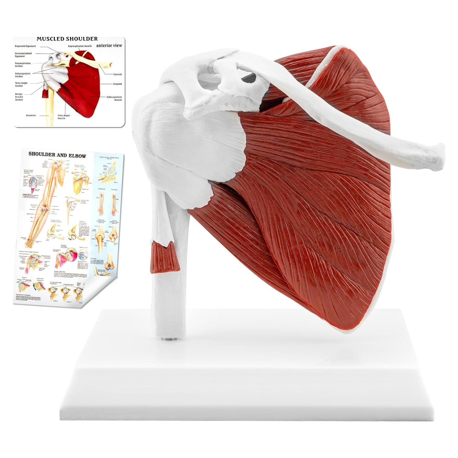 Modelo de Articulación del Hombro Musculoso TYRRDE 1:1